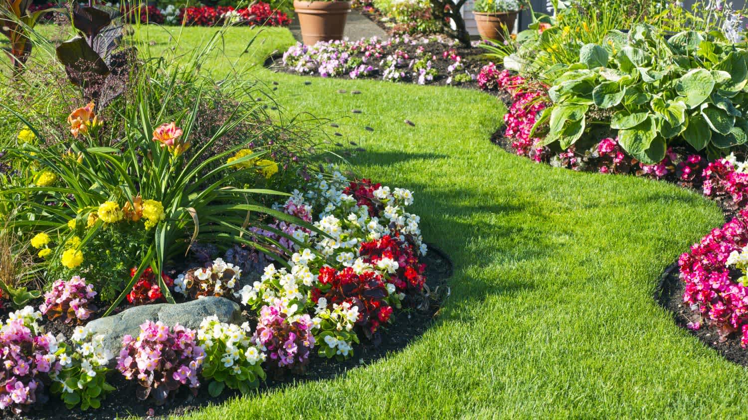Lawn with curved edges and colourful shrub borders
