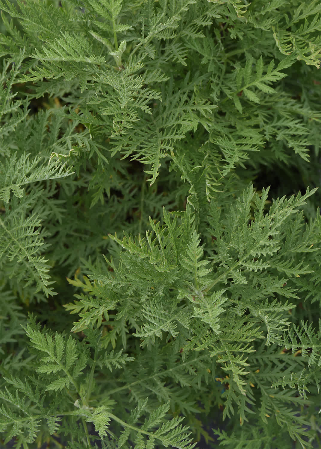 fern in garden