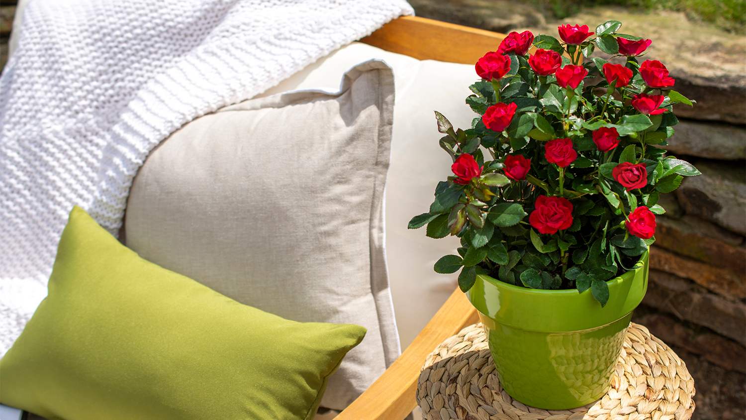 red mini roses in flower pot