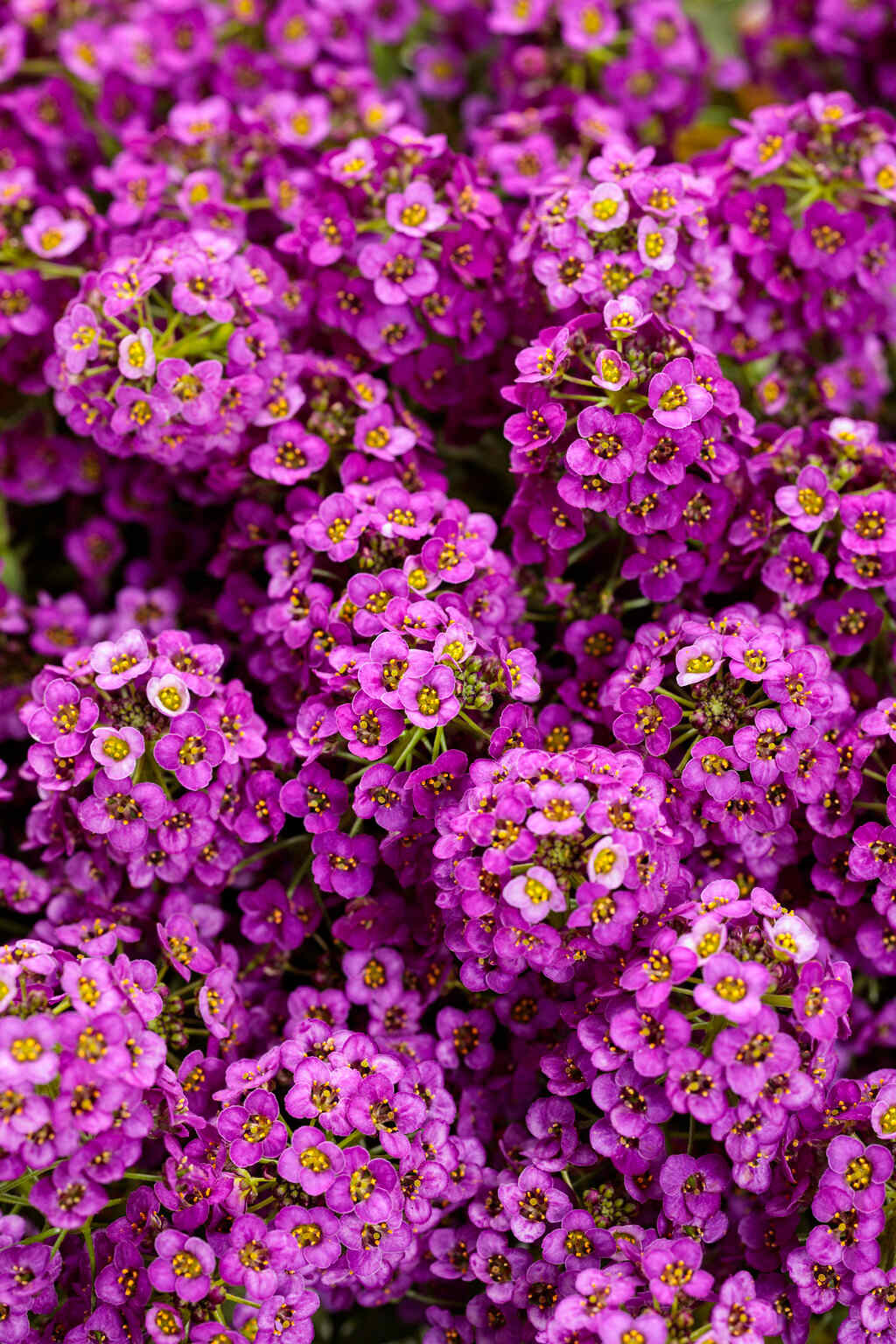 violet flowers in garden