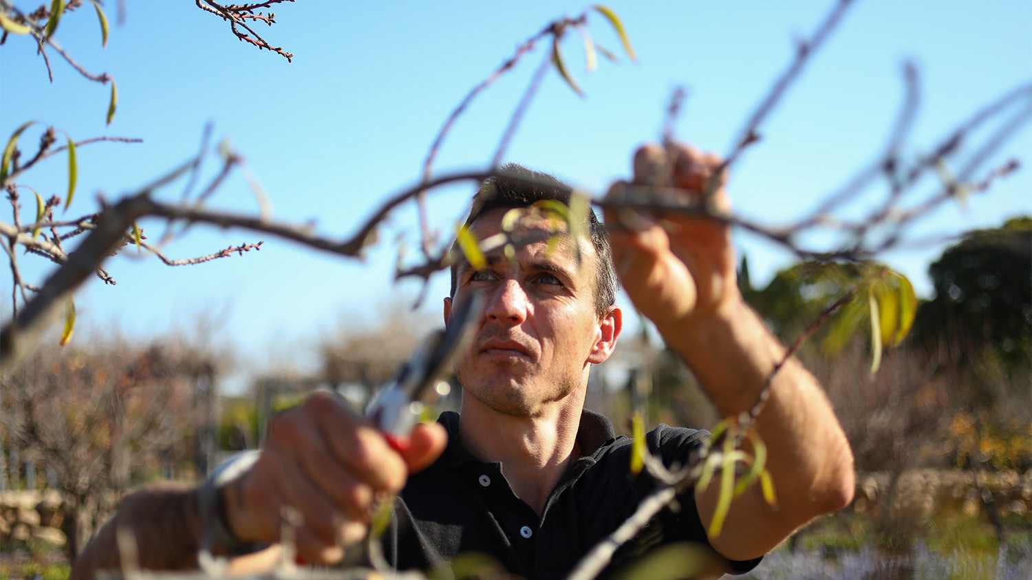 Man pruning tree outside