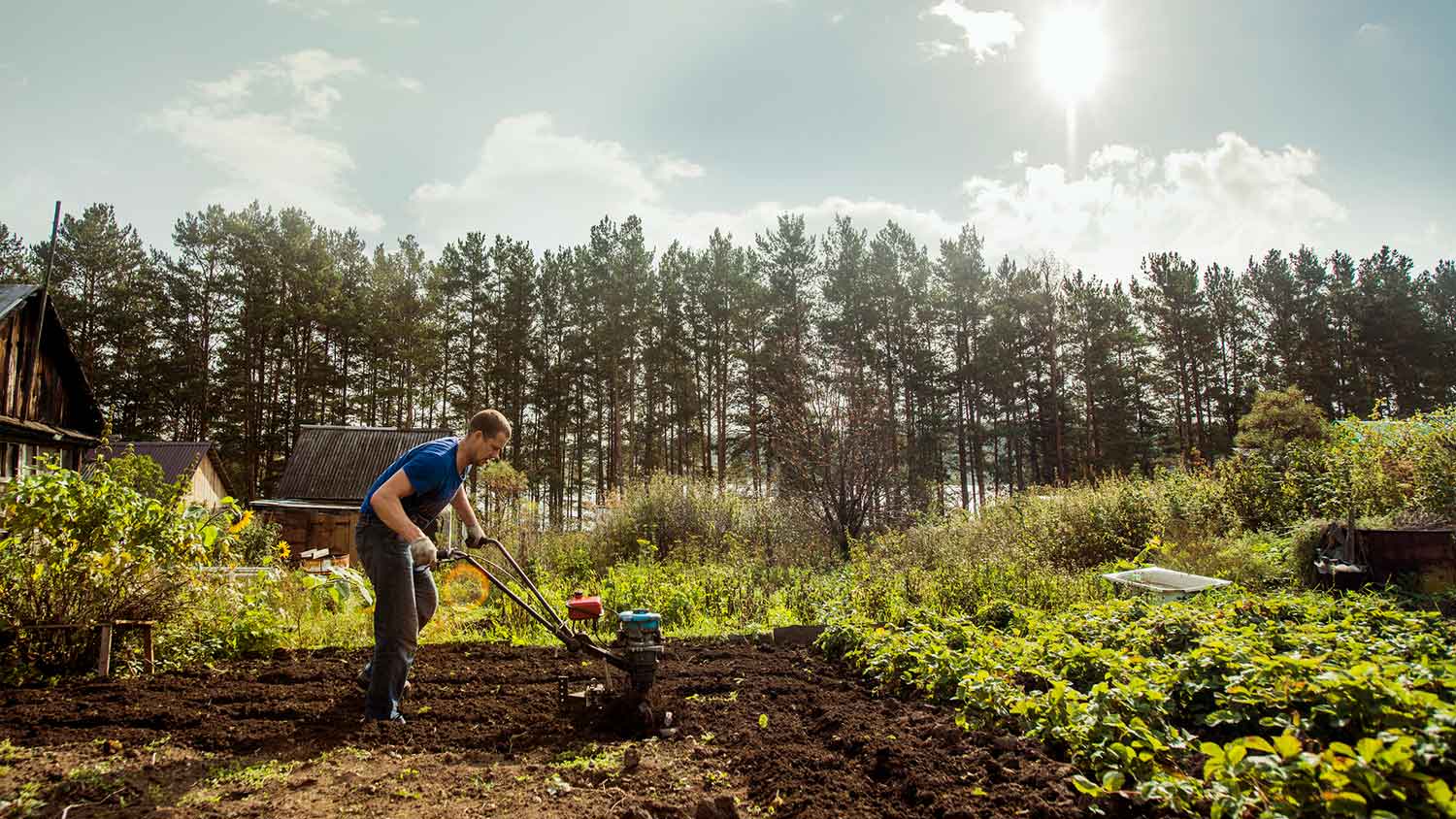 Farmer using tiller in the field