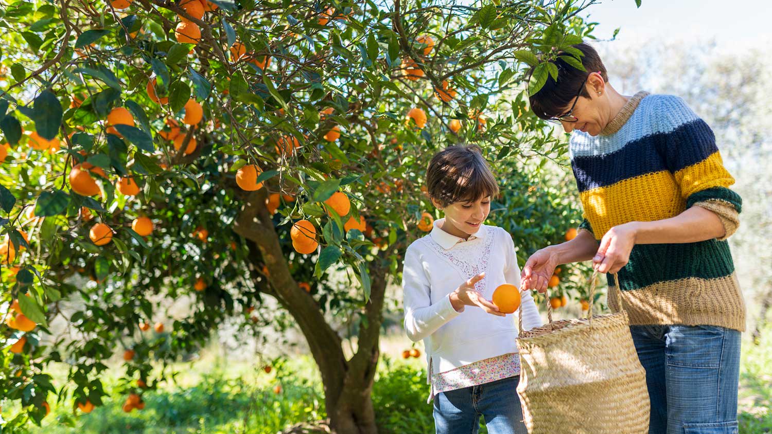 Daughter helping mother harvest oranges