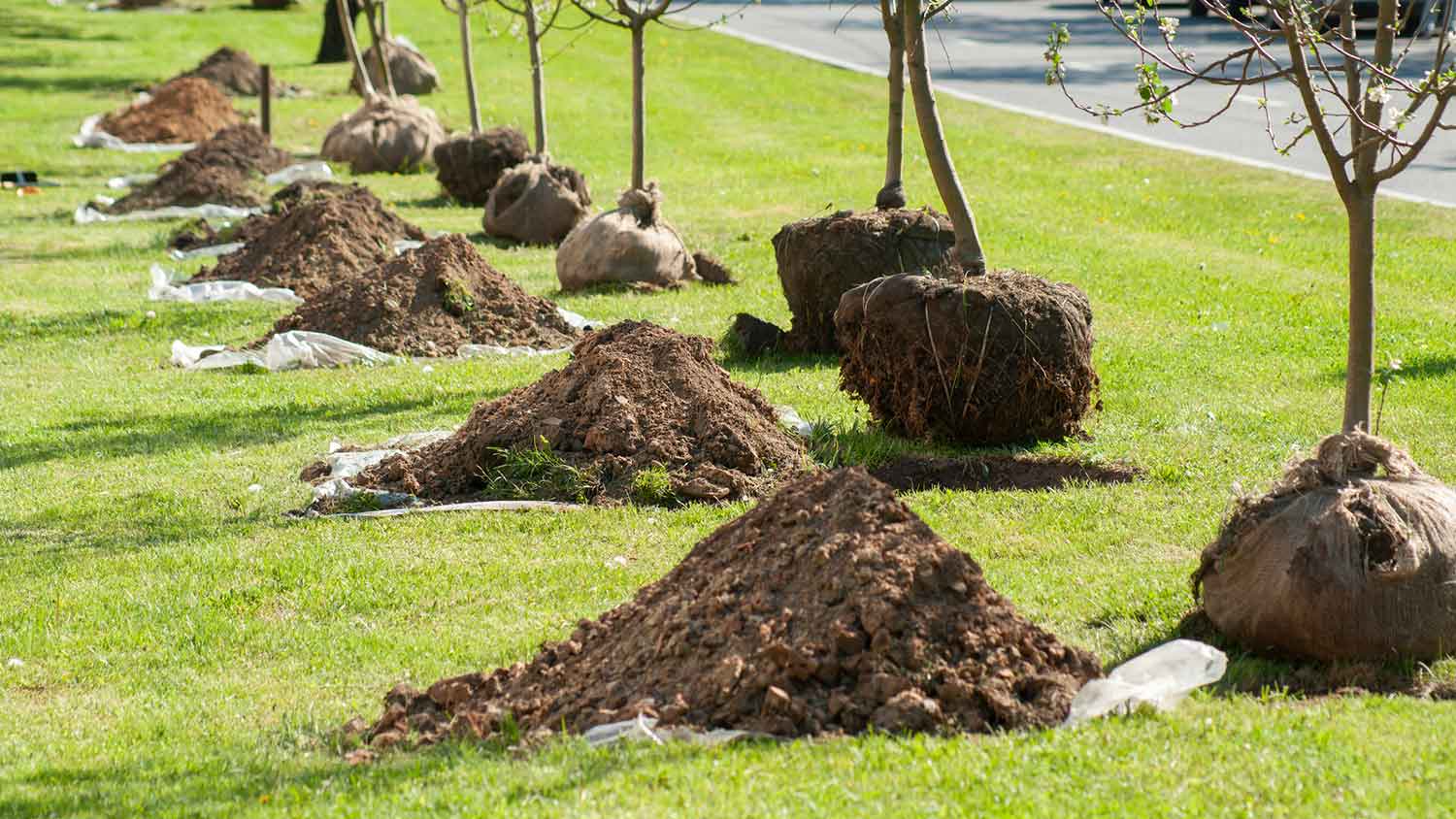 Planting several apple trees with established roots