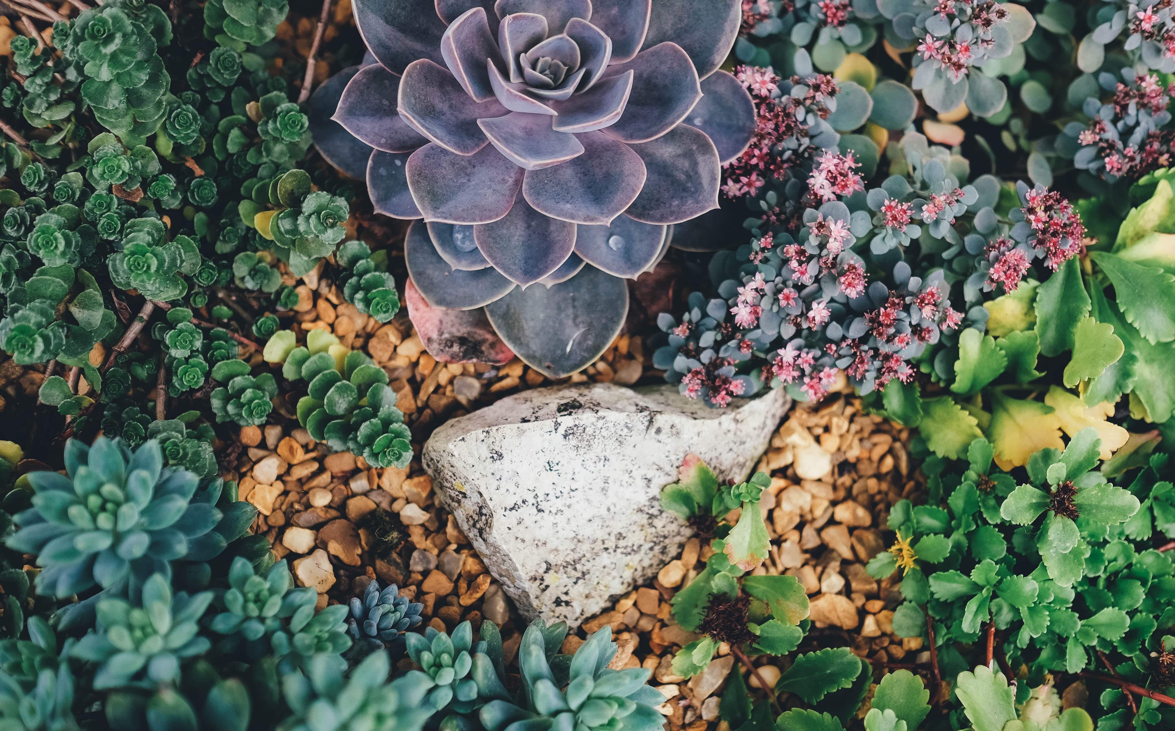 Different types of succulents in a rock garden