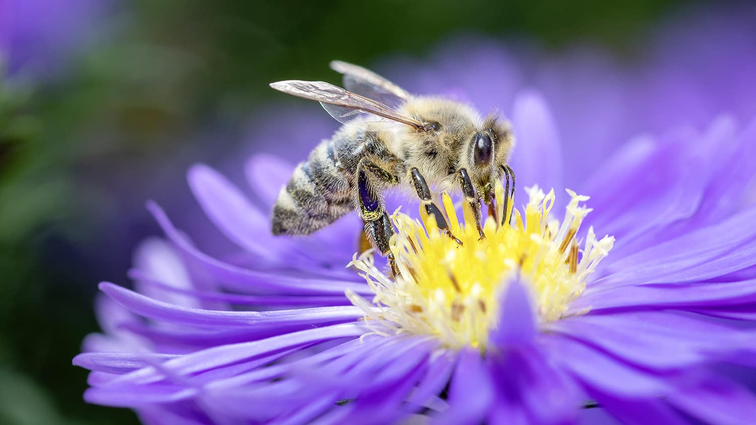 Western honeybee - Apis mellifera - pollinates an Aster