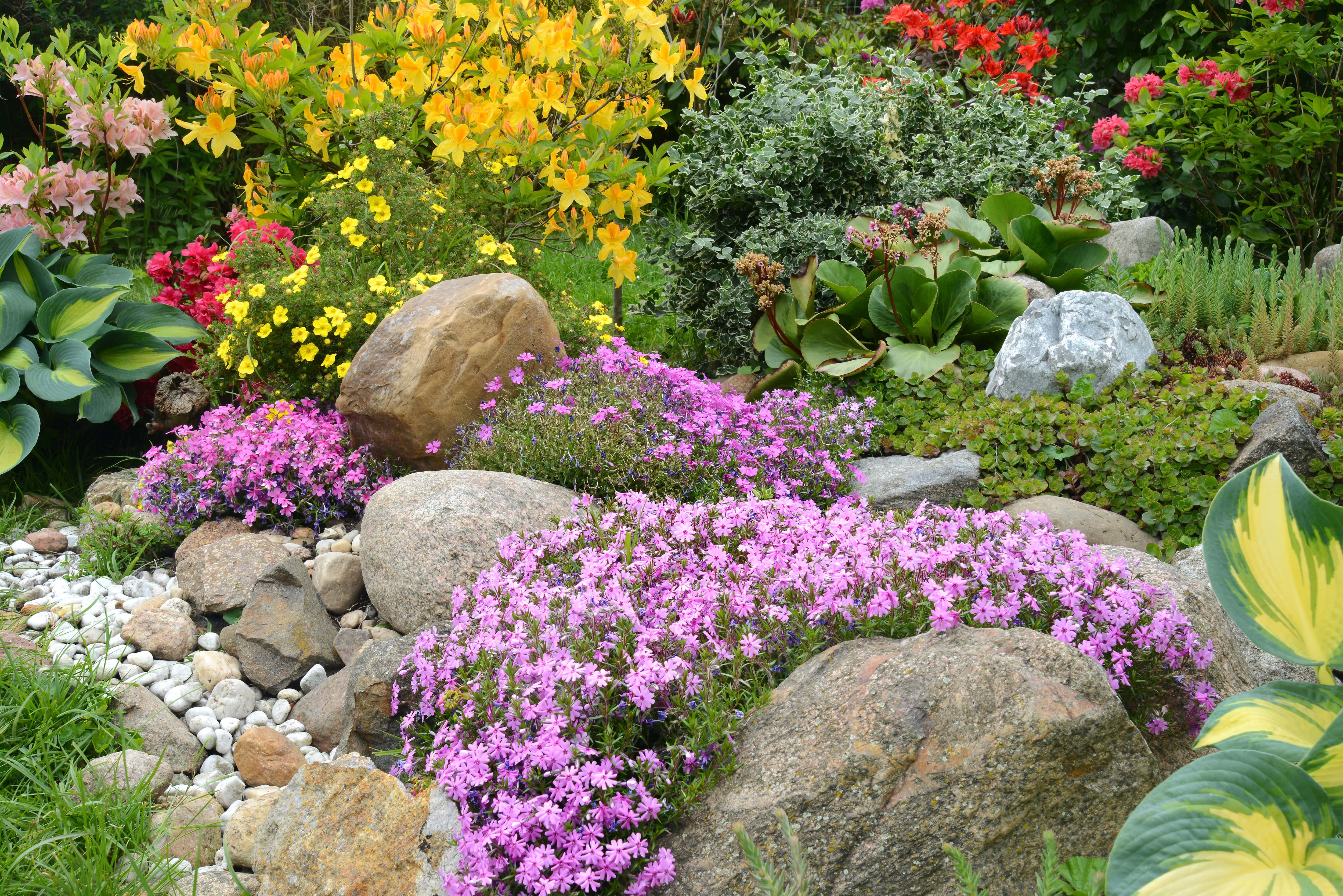 Rock and wildflower garden in a yard