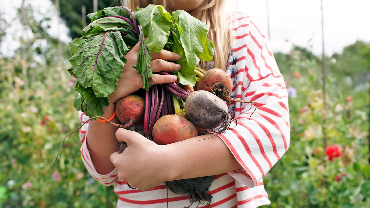 Woman garden beets stripes