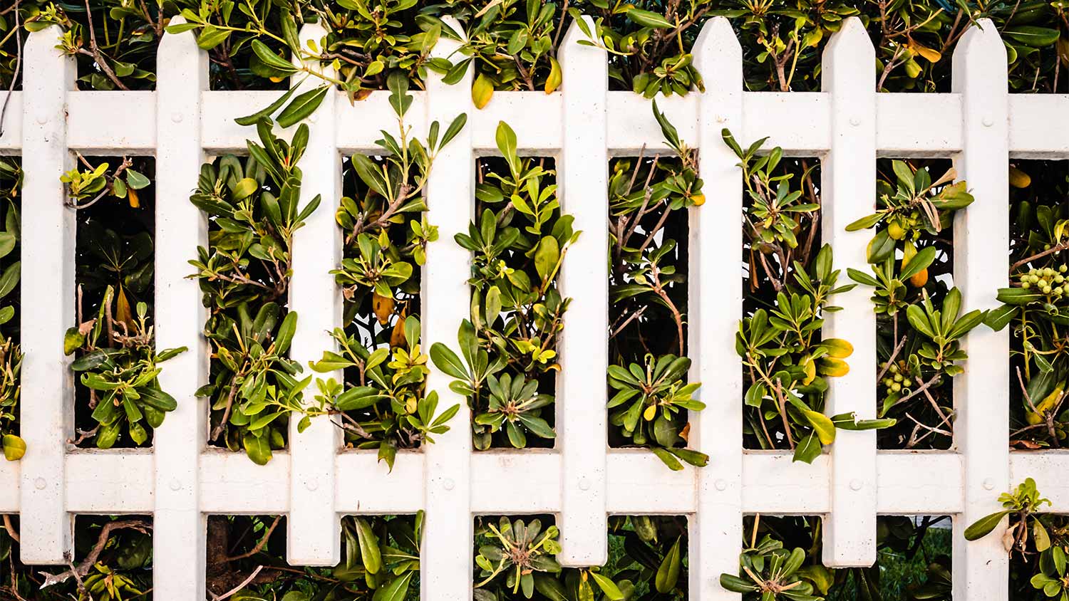 Can I Trim My Neighbor’s Tree? Tree Trimming Etiquette | Angi