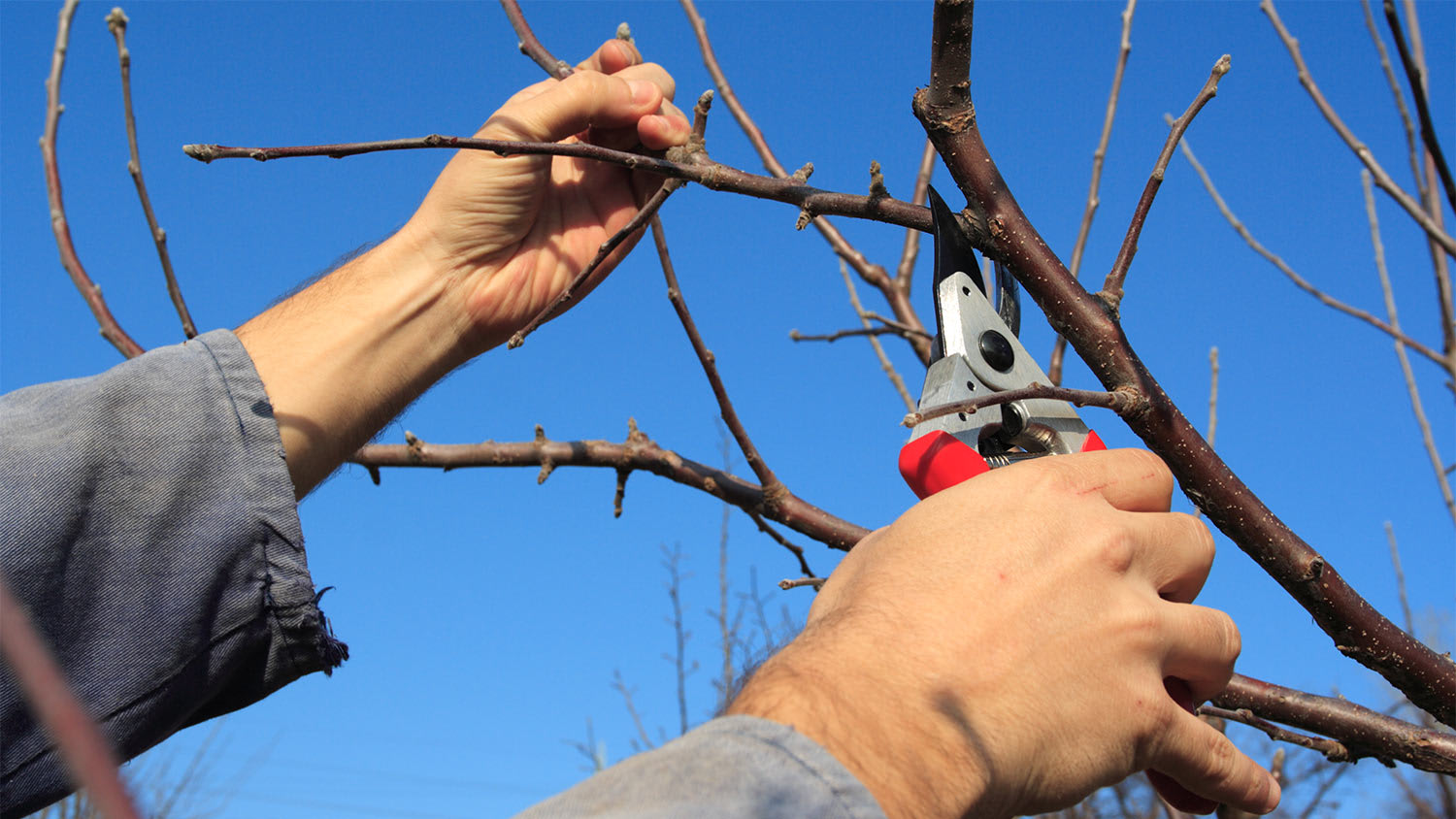 Hand cut branches with clippers