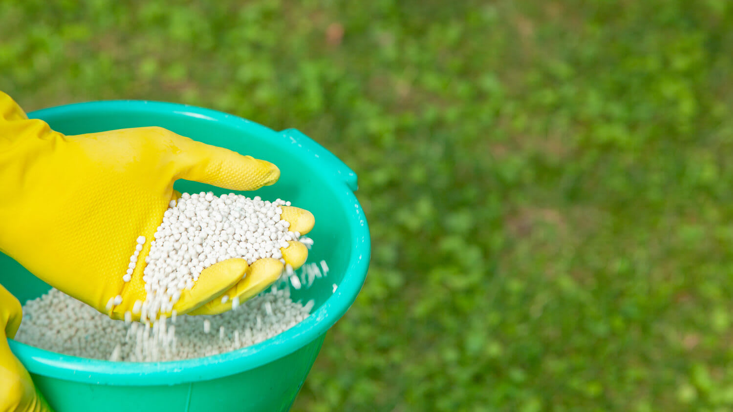 A hand in glove spreading fertilizer on lawn