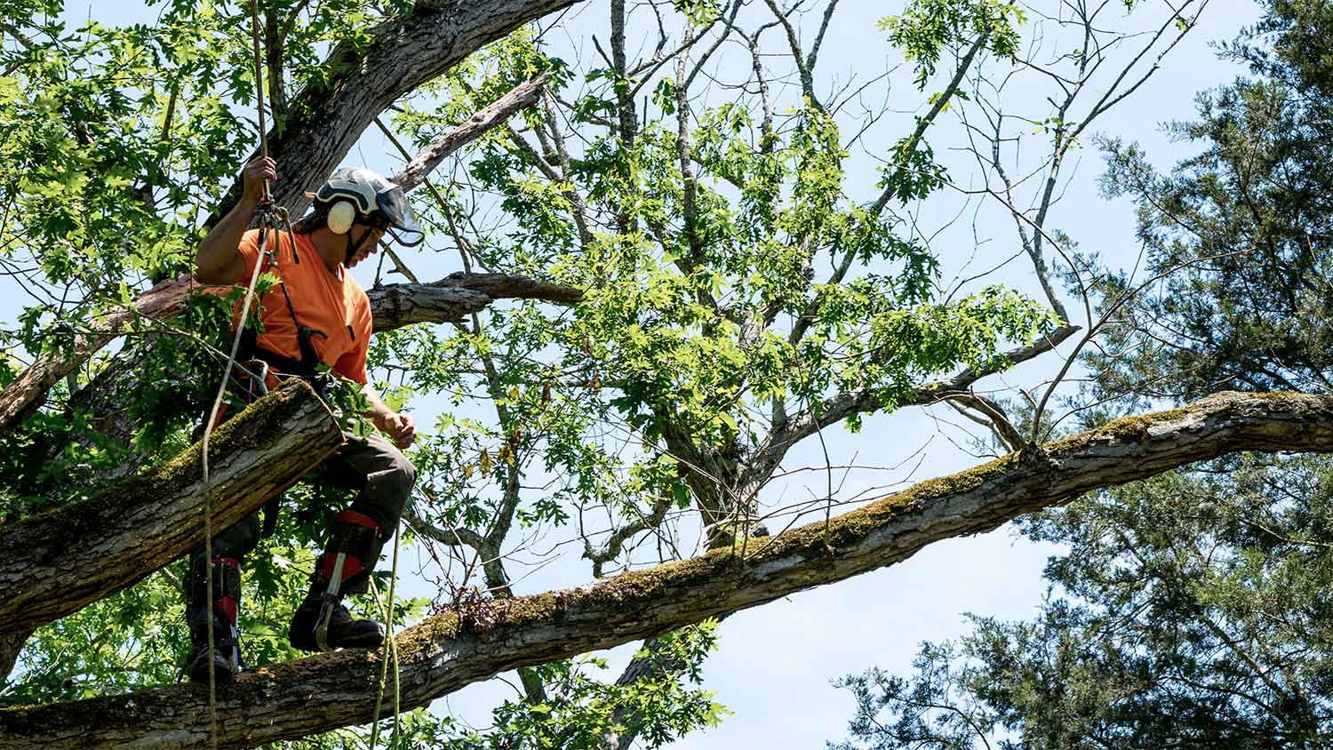 Man trimming tree