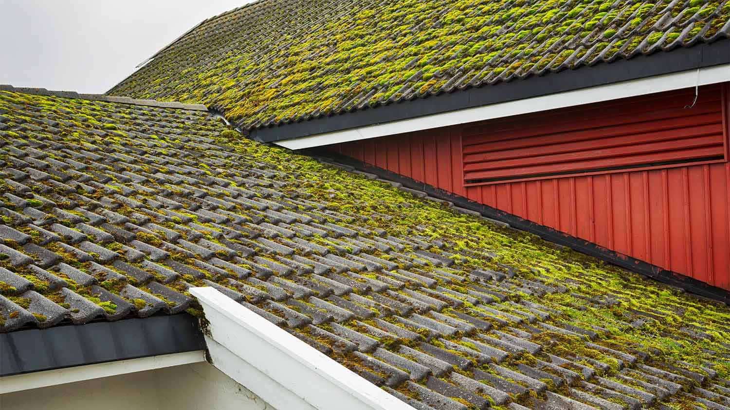Moss covered house roof