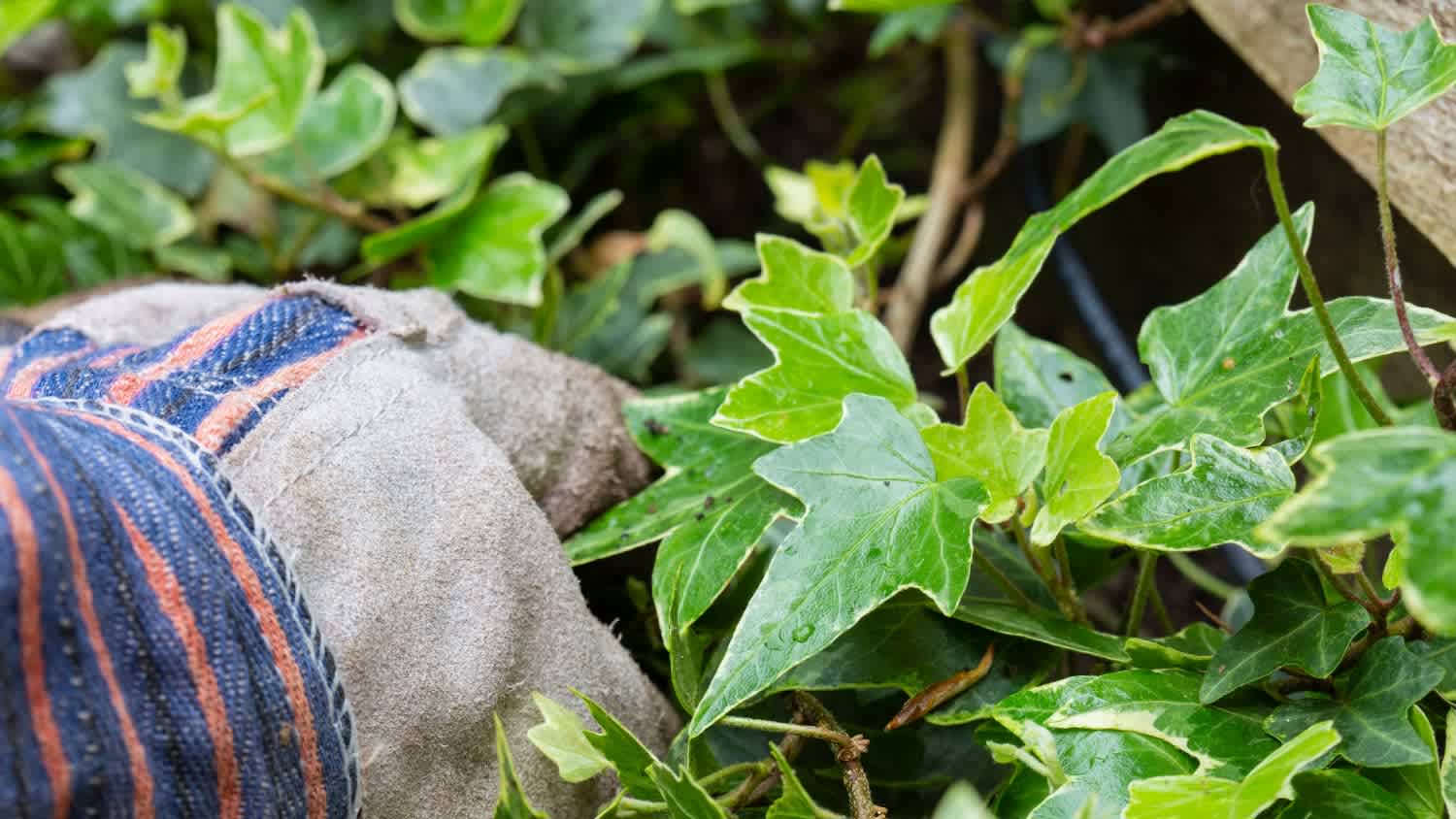 A gardener with gloves pulling out overgrown ivy from a garden border