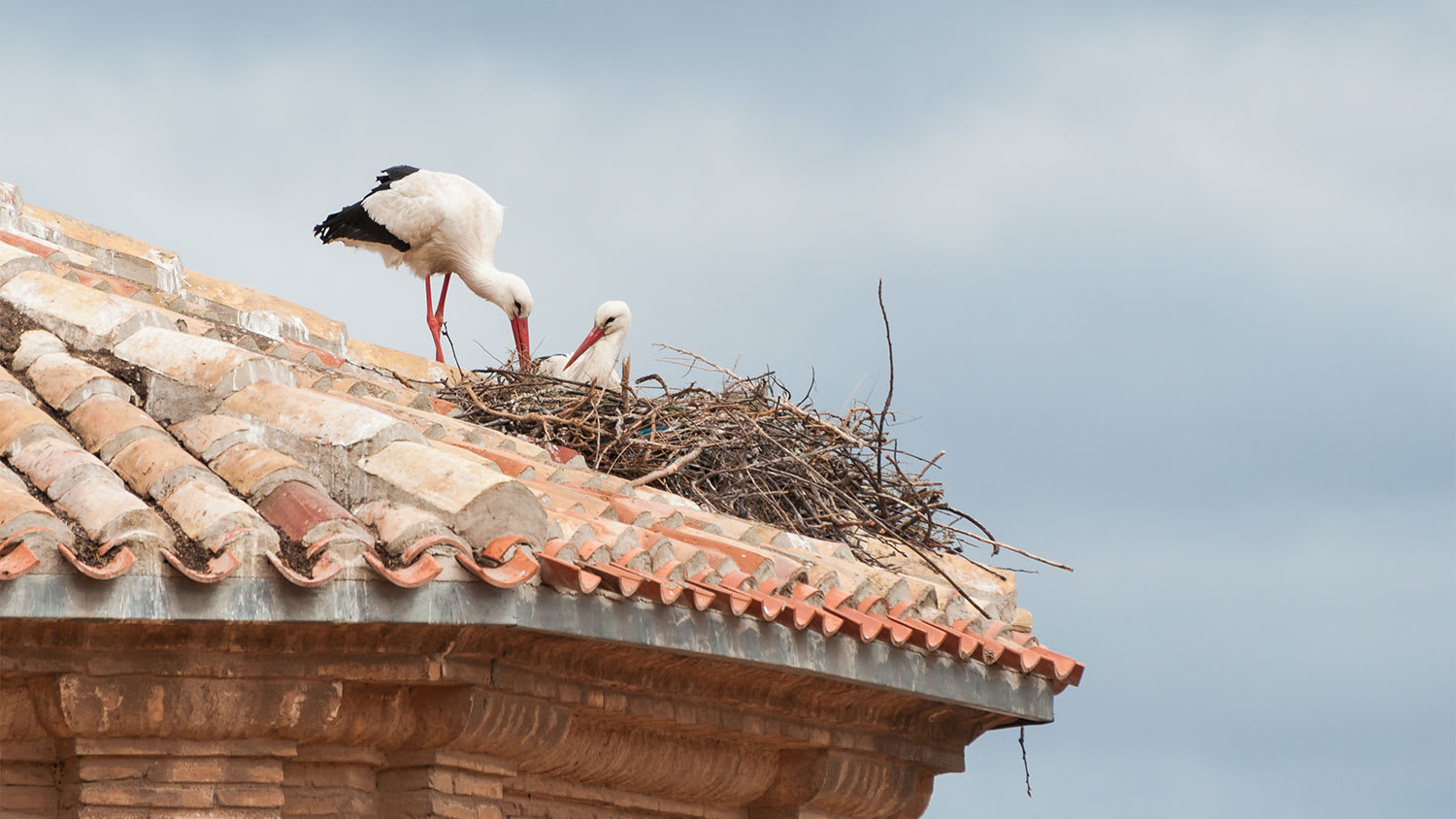 Two storks nesting on a house roof