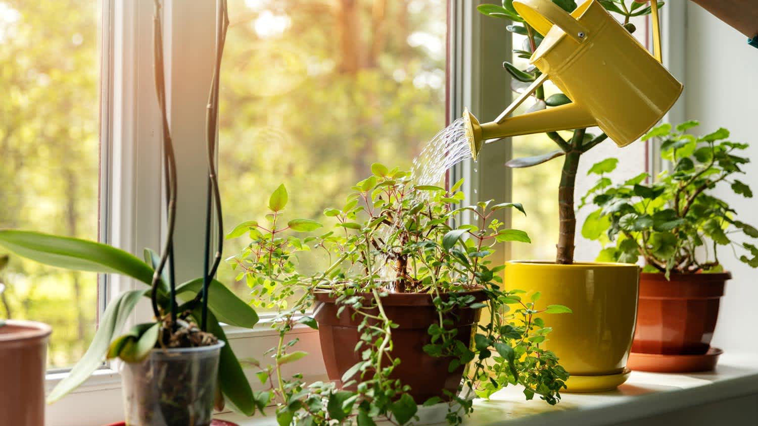 A woman watering an array of pots on a windowsill