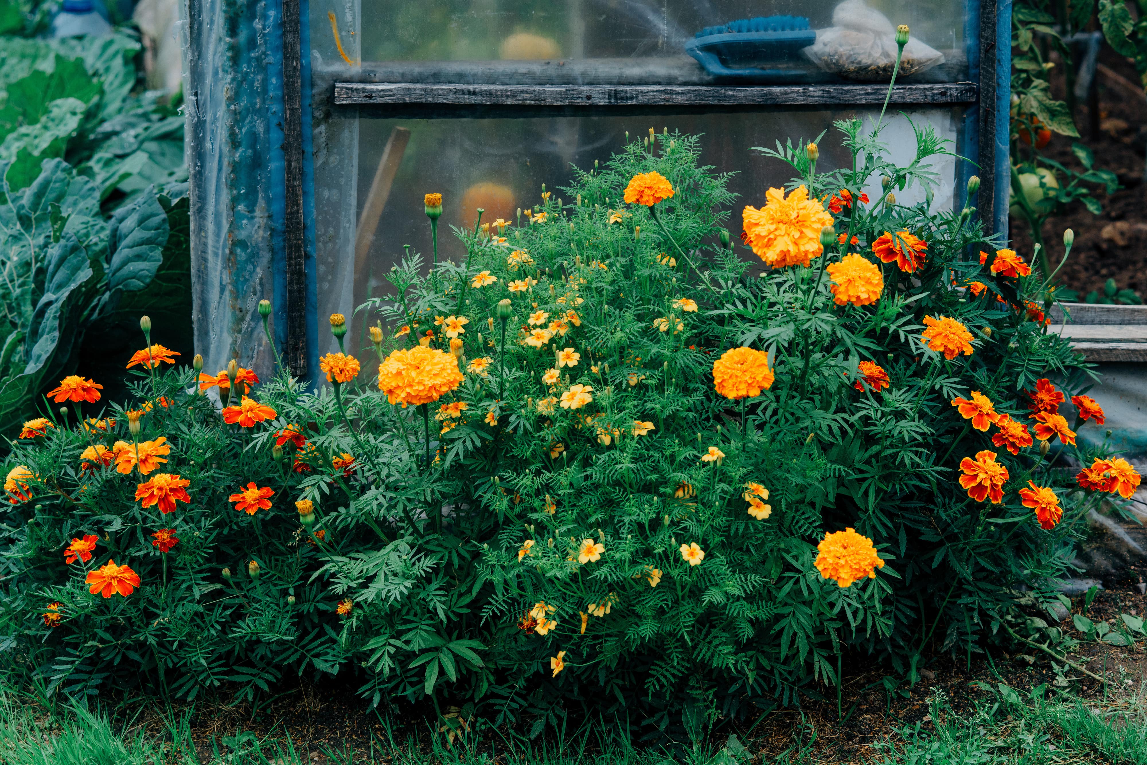 A bush filled with brightly colored marigolds grows outside of a greenhouse
