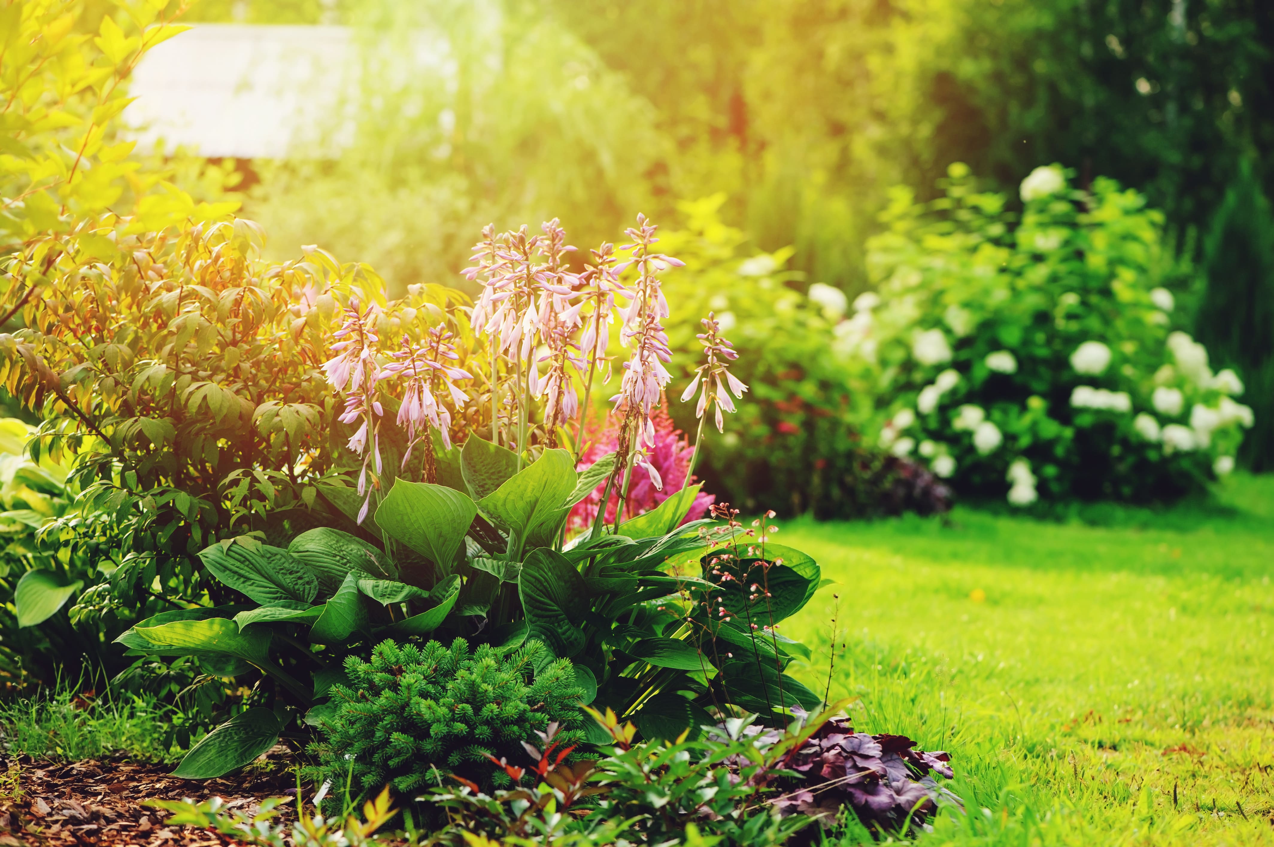 A garden of various perennial plants and flowers in the summer