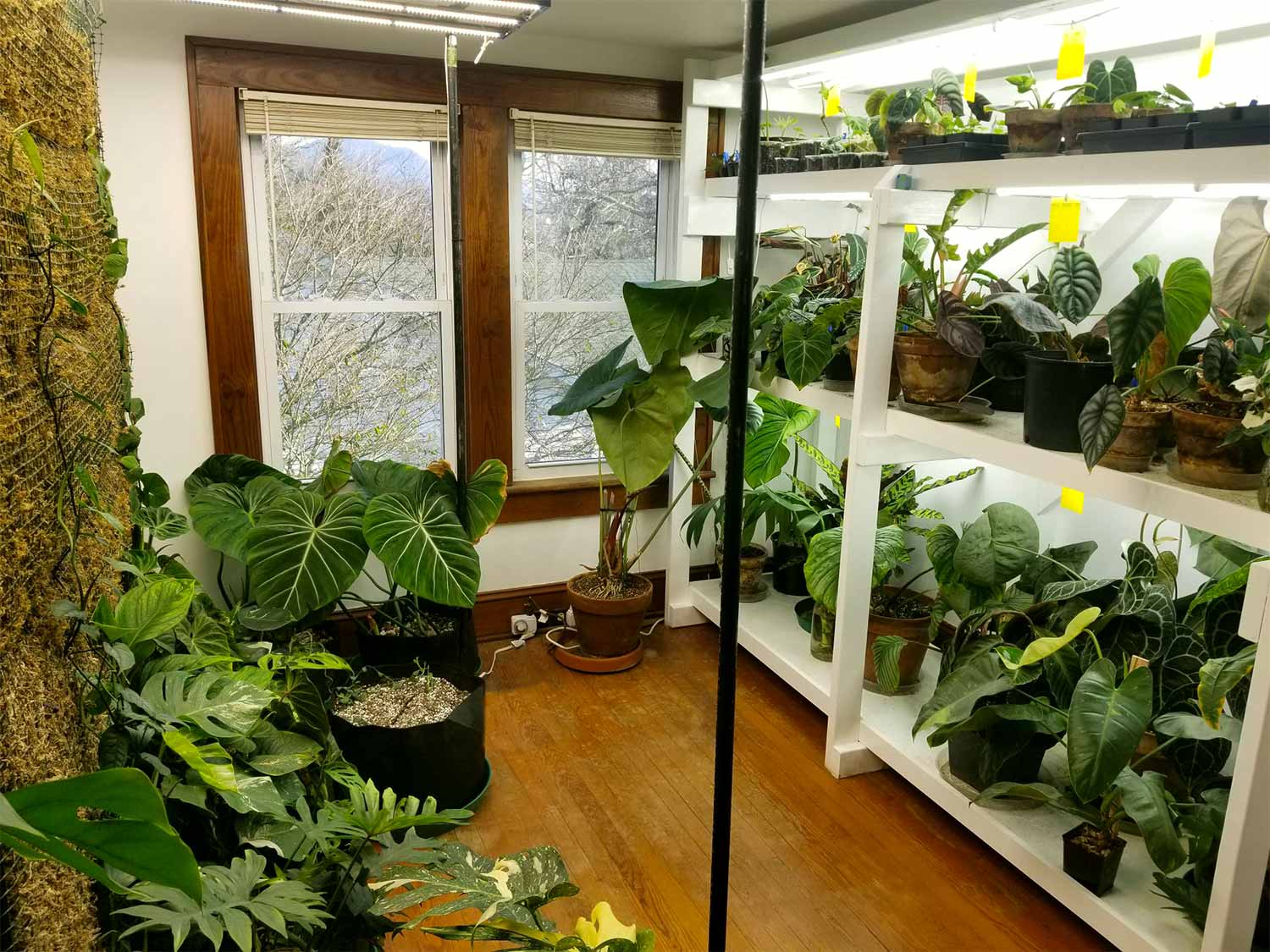 Room full of healthy plants