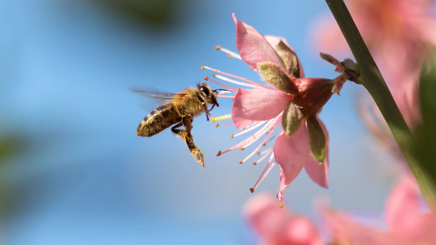 A honeybee flying close to a flower