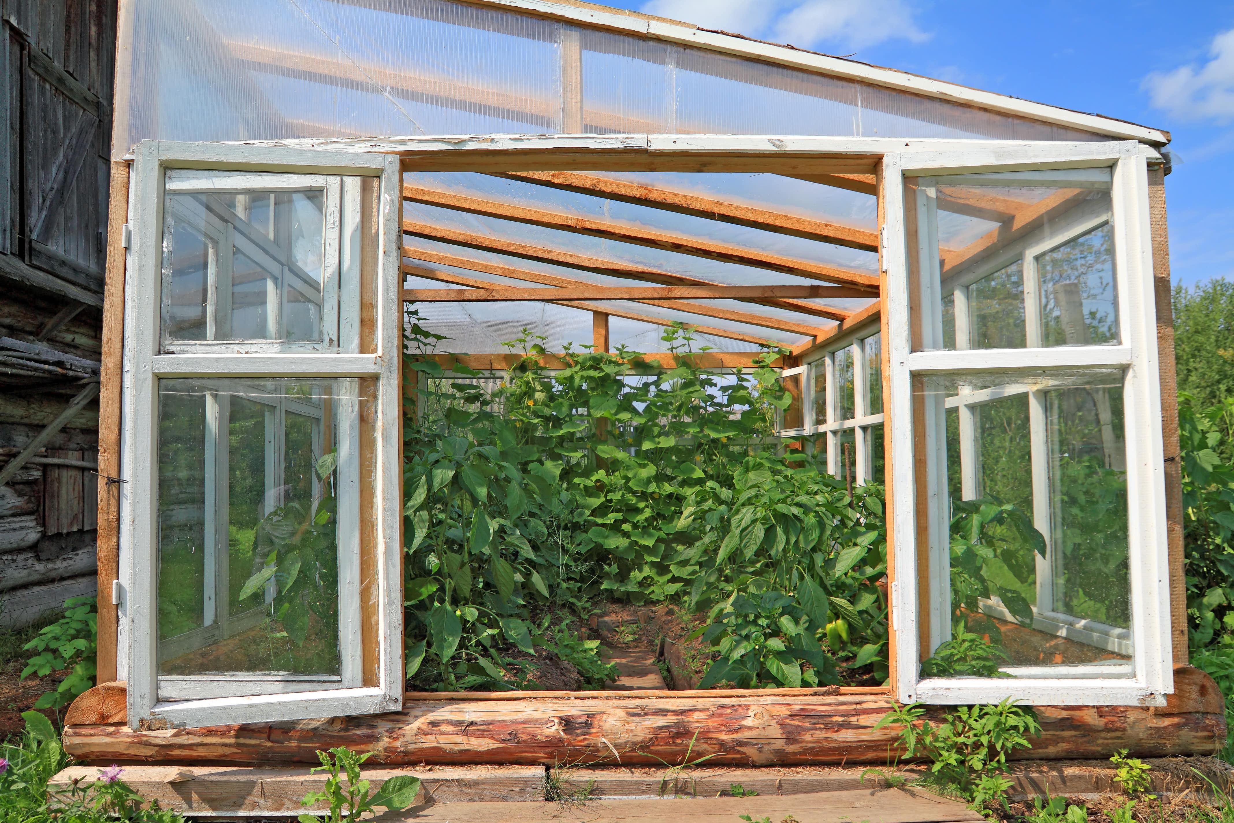 A lean-to greenhouse in the summer with an open window showing greenery inside