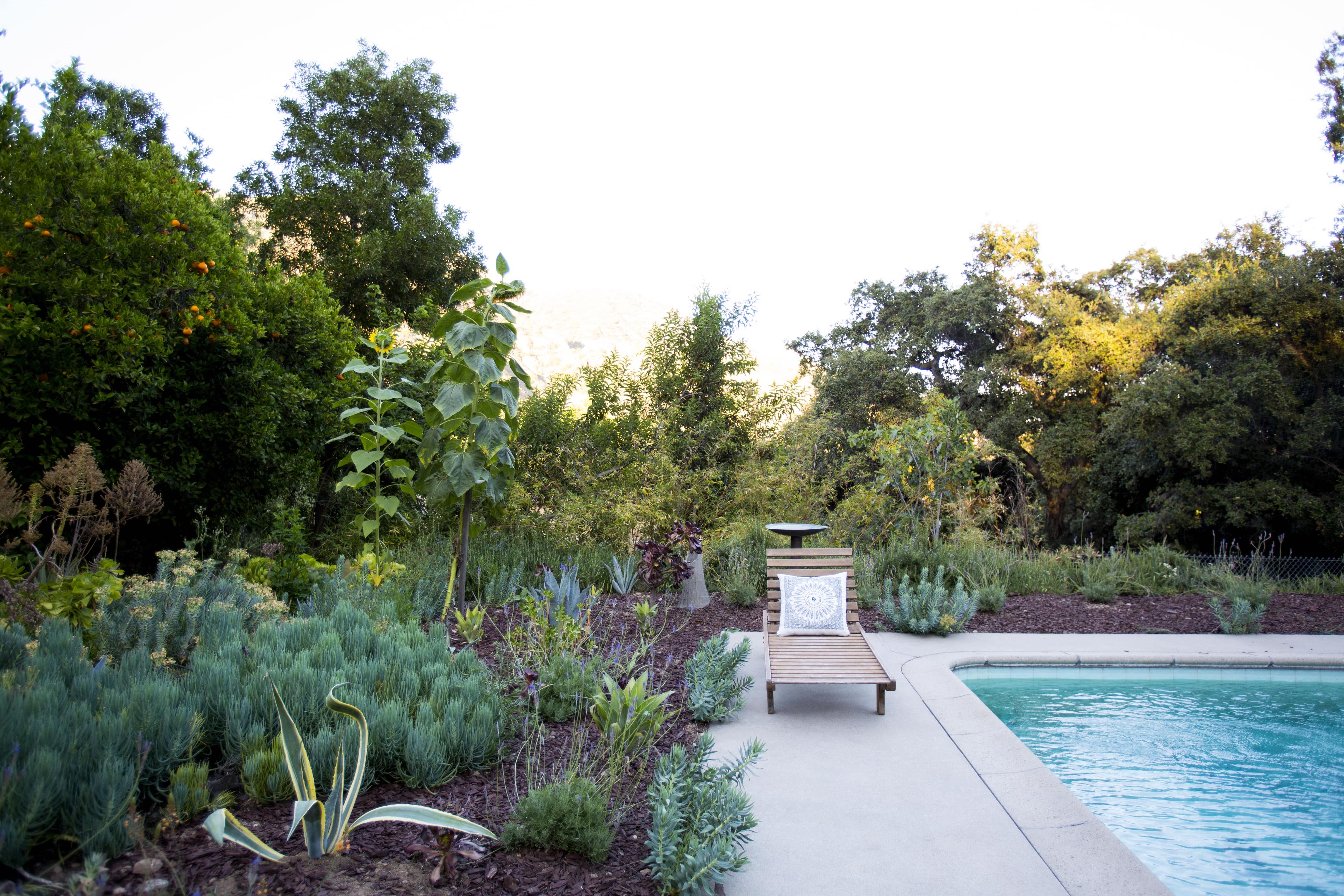 A backyard pool surrounded by mulch and greenery