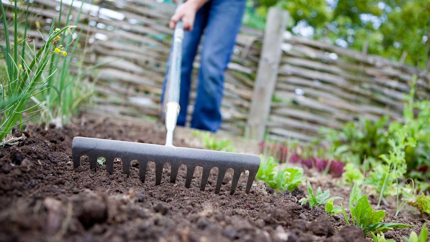 Gardener prepares soil for planting with a garden rake