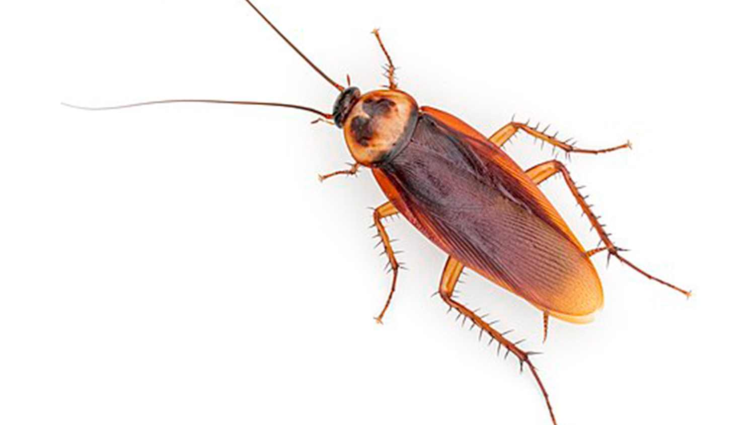 American cockroach bug
