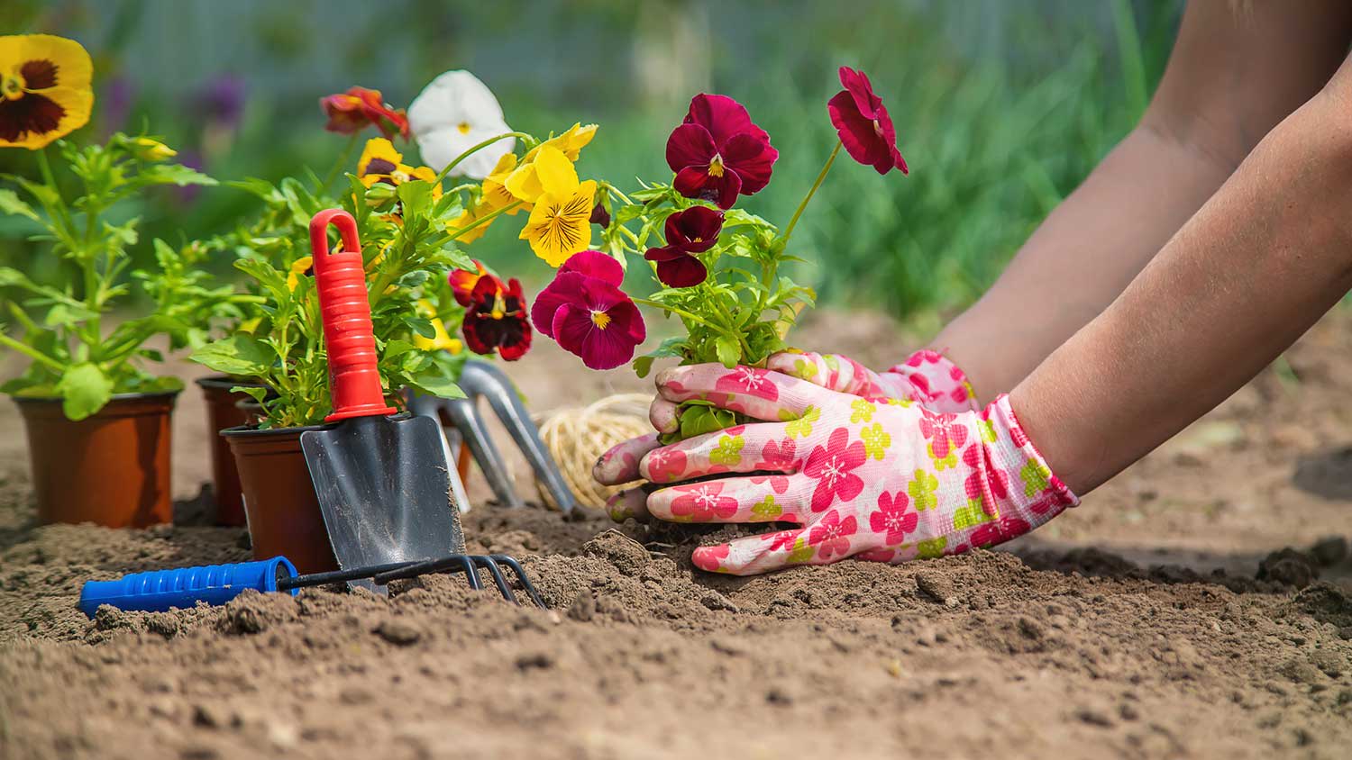 Gardener planting flowers in the backyard