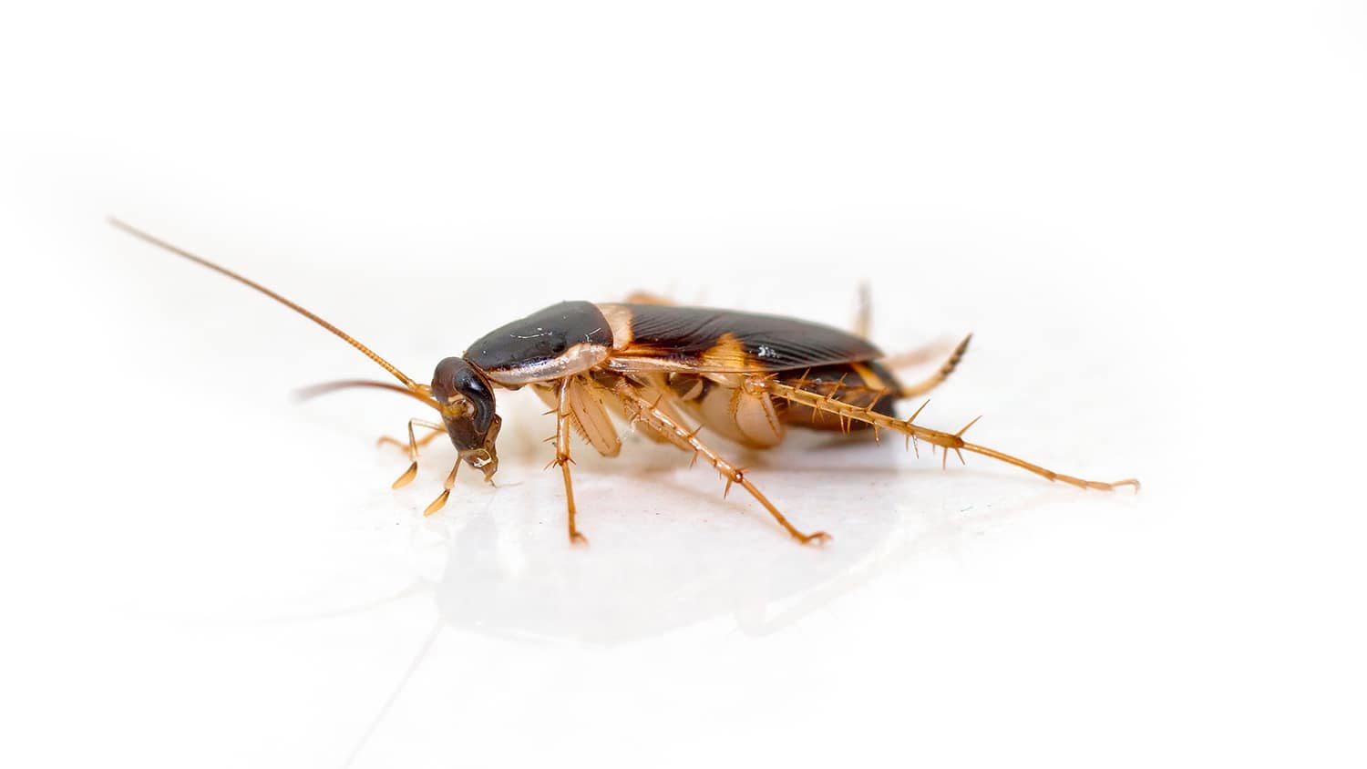 Brown banded cockroach bug