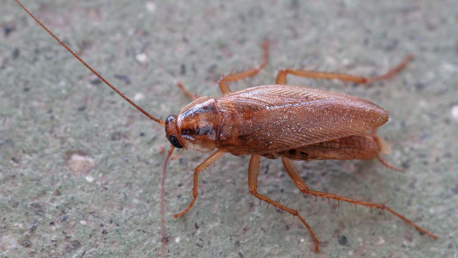 Brown cockroach bug