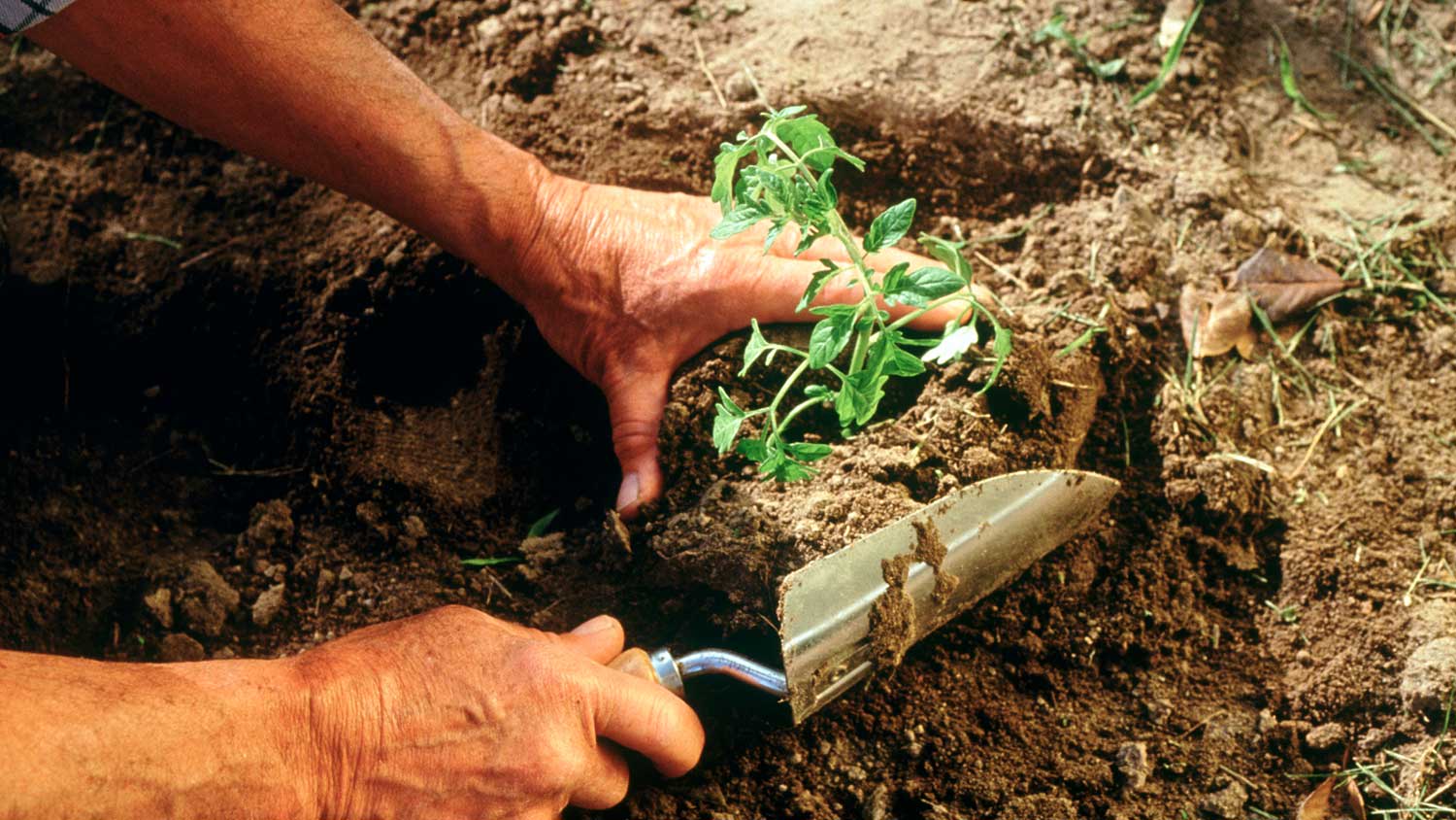 Closeup of a man using hand trowel in the garden