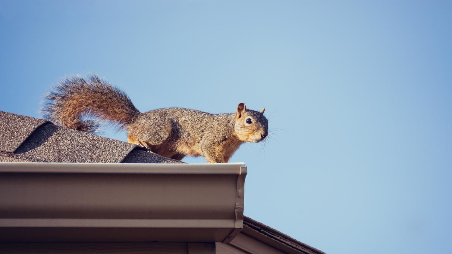 Squirrel on the roof