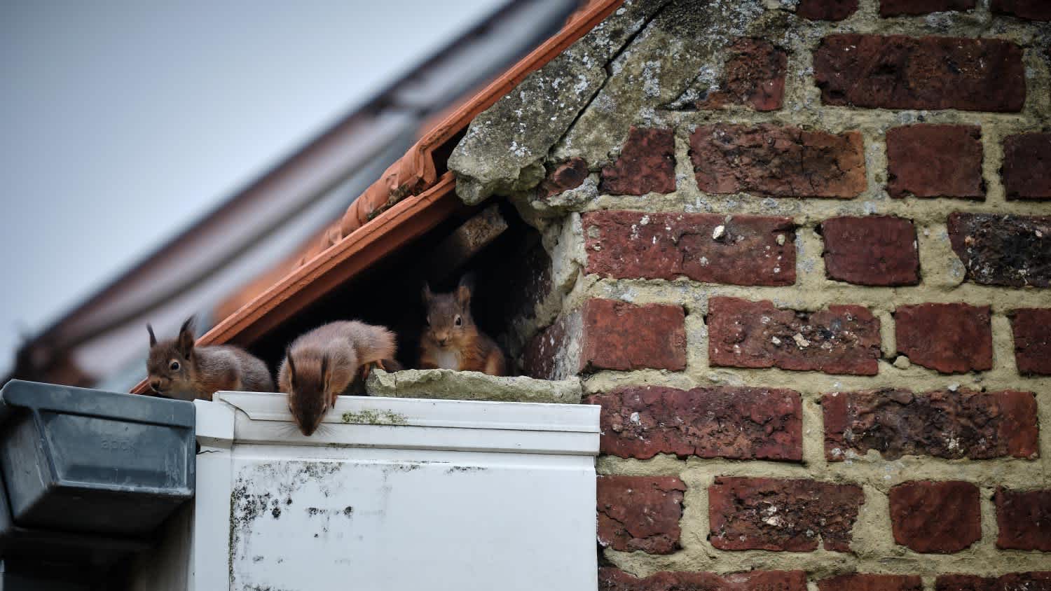 Squirrels on the roof