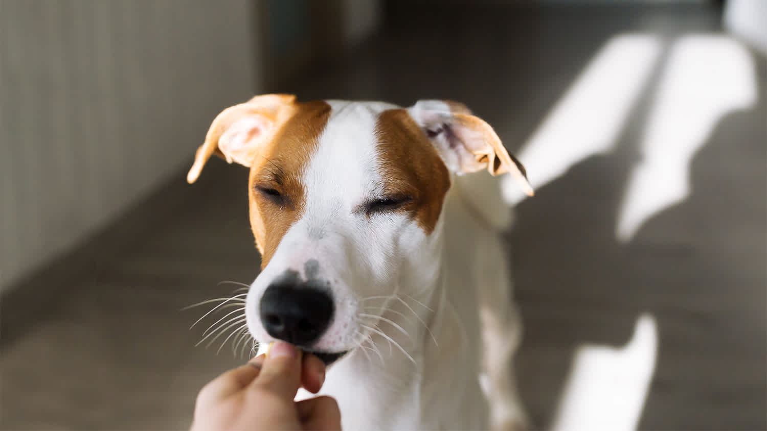 dog licking owners hand