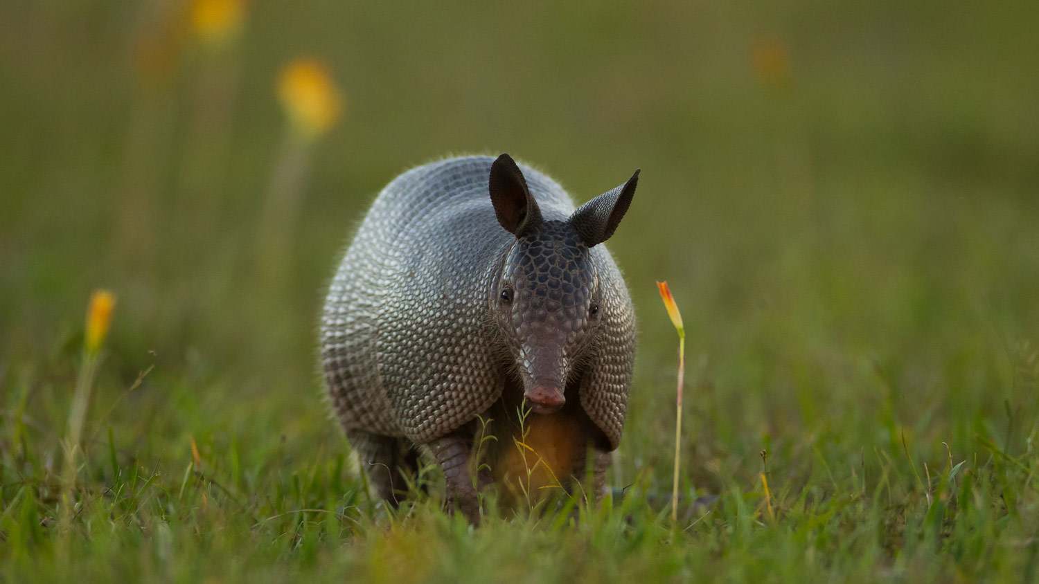An armadillo walking through grass