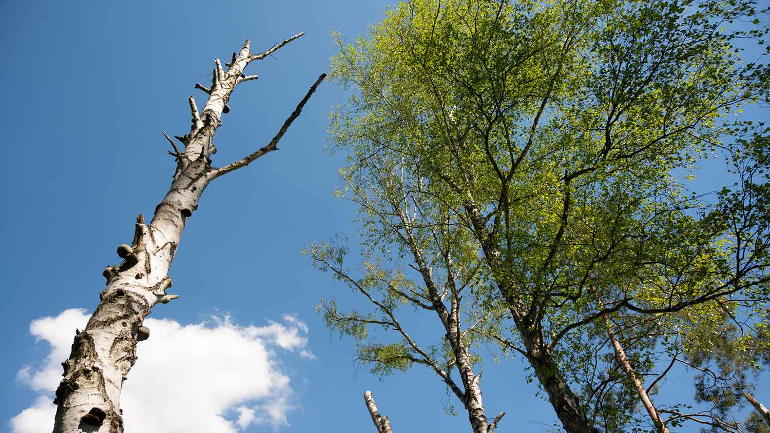 Dead tree standing in the yard