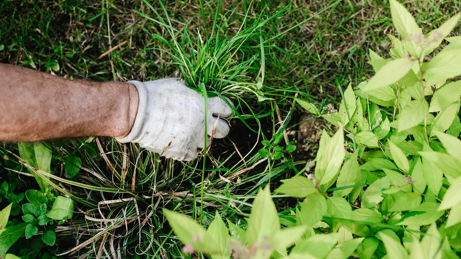 Closeup of a man pulling weeds from his garden