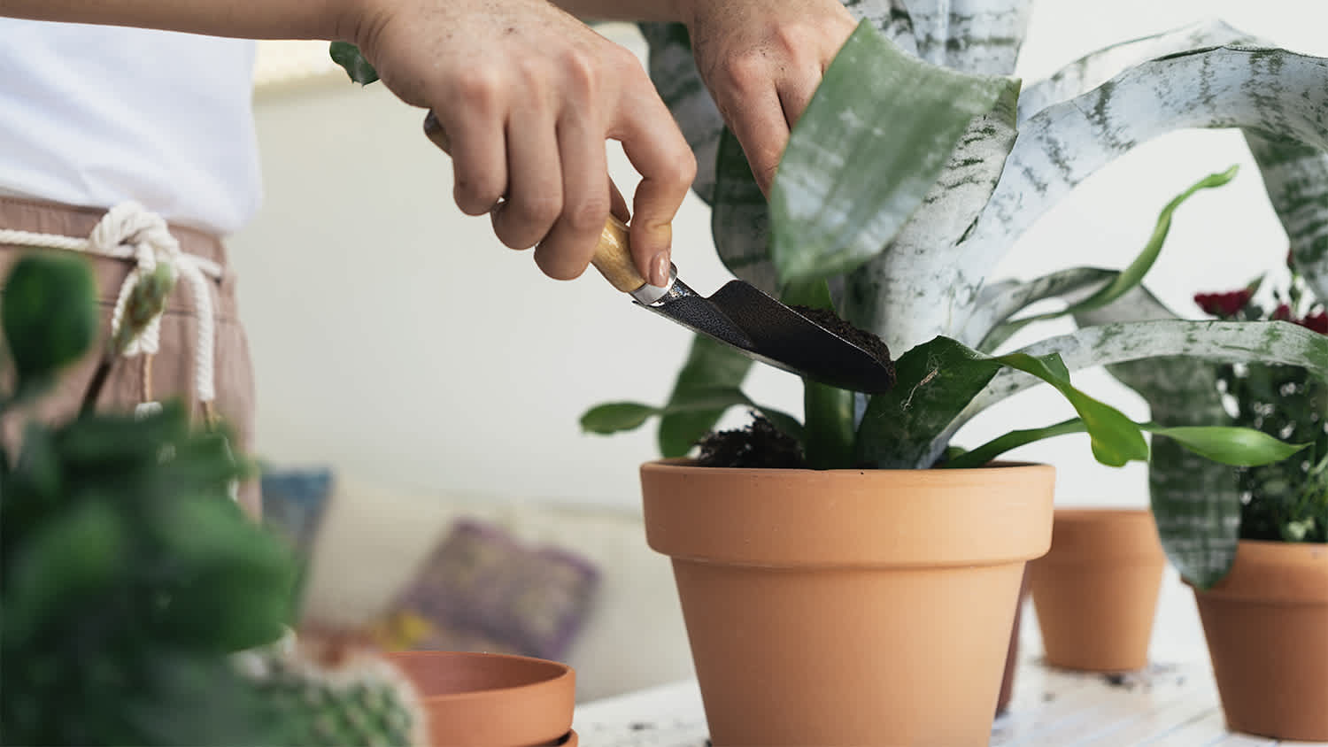 Hands pots plants soil