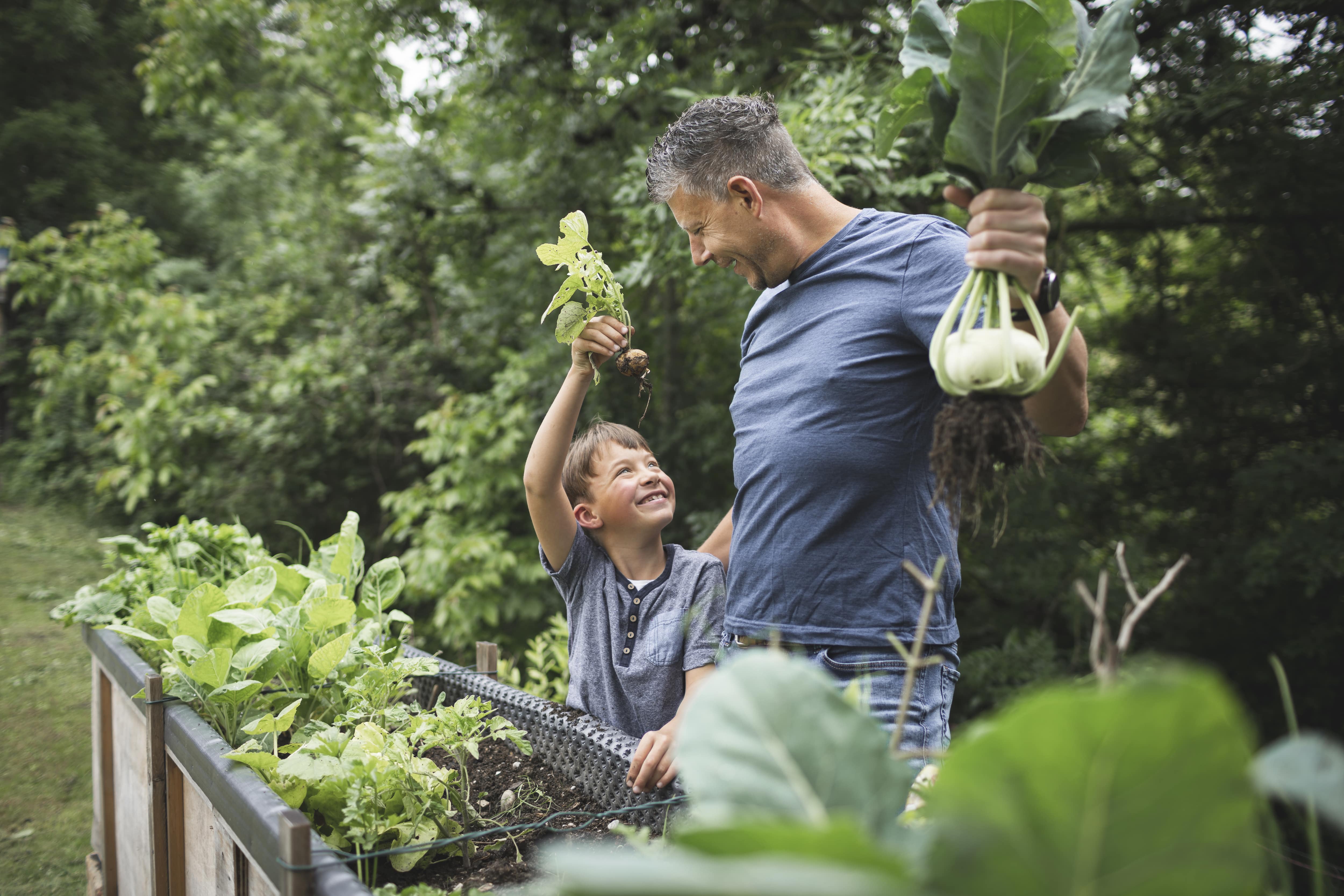 A father and son harvesting vegetables out of a raised garden