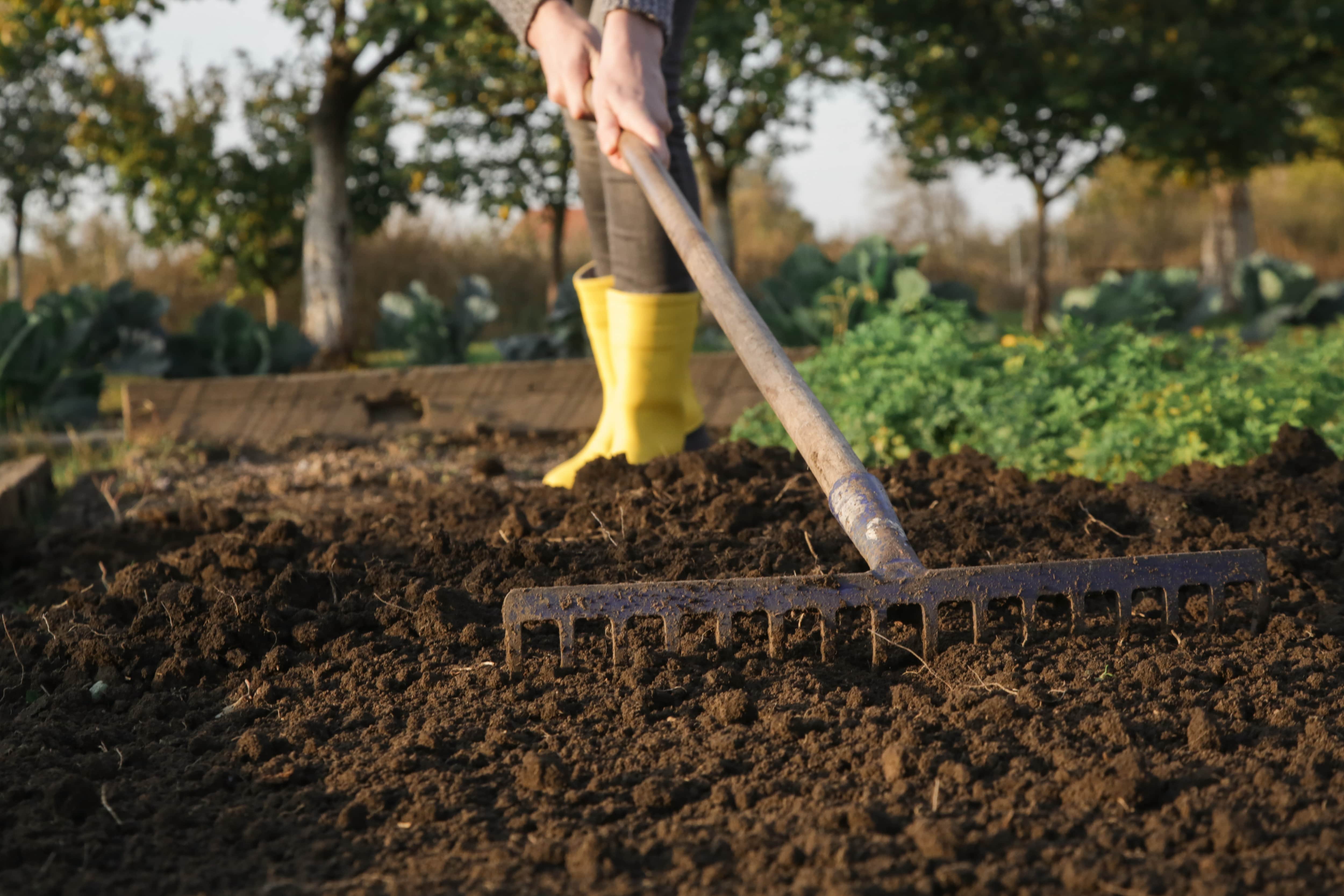 A person in tall yellow rubber boots tilling a garden with a metal rake