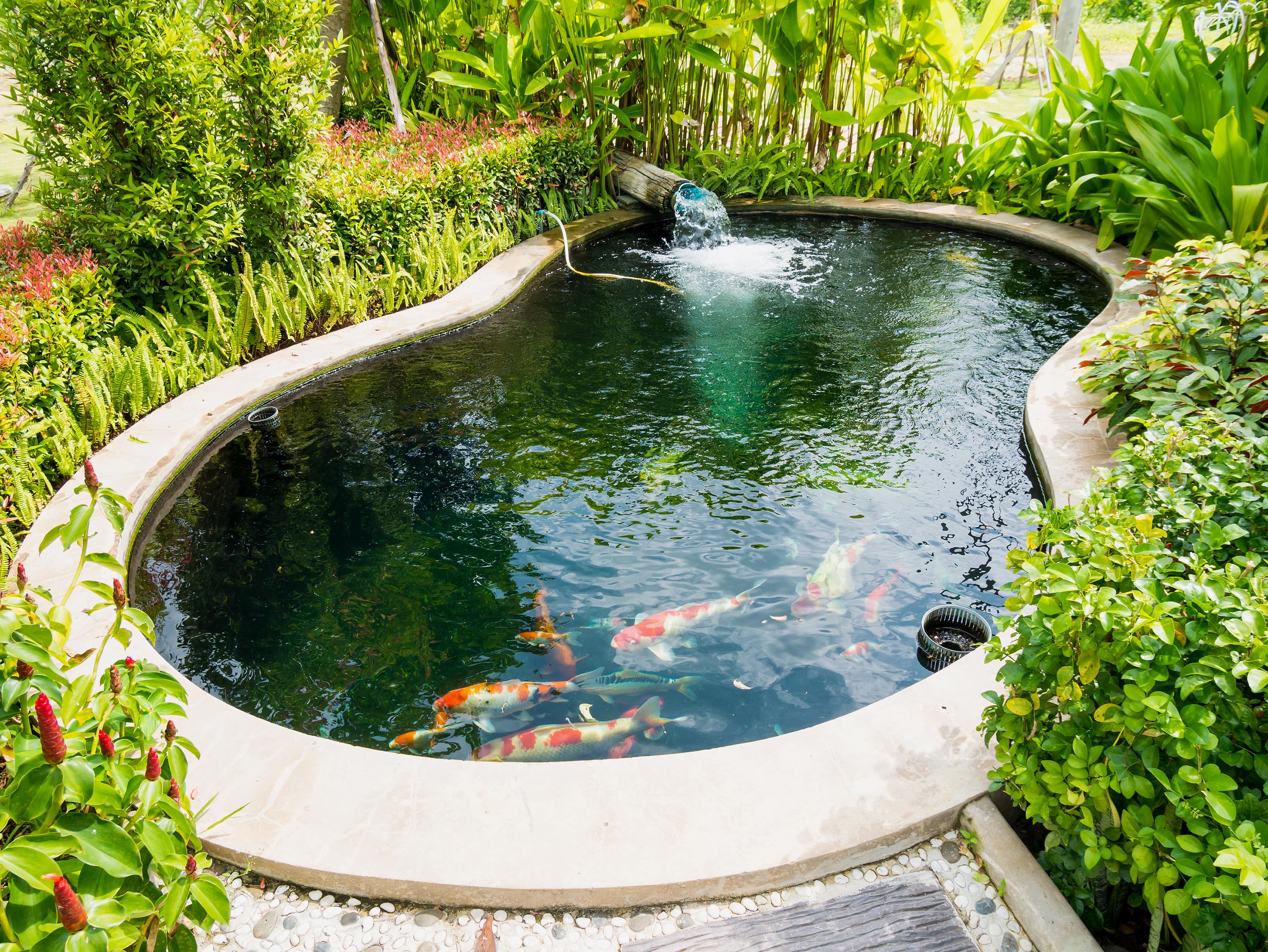 Koi fish in a koi pond surrounded by a garden greenery