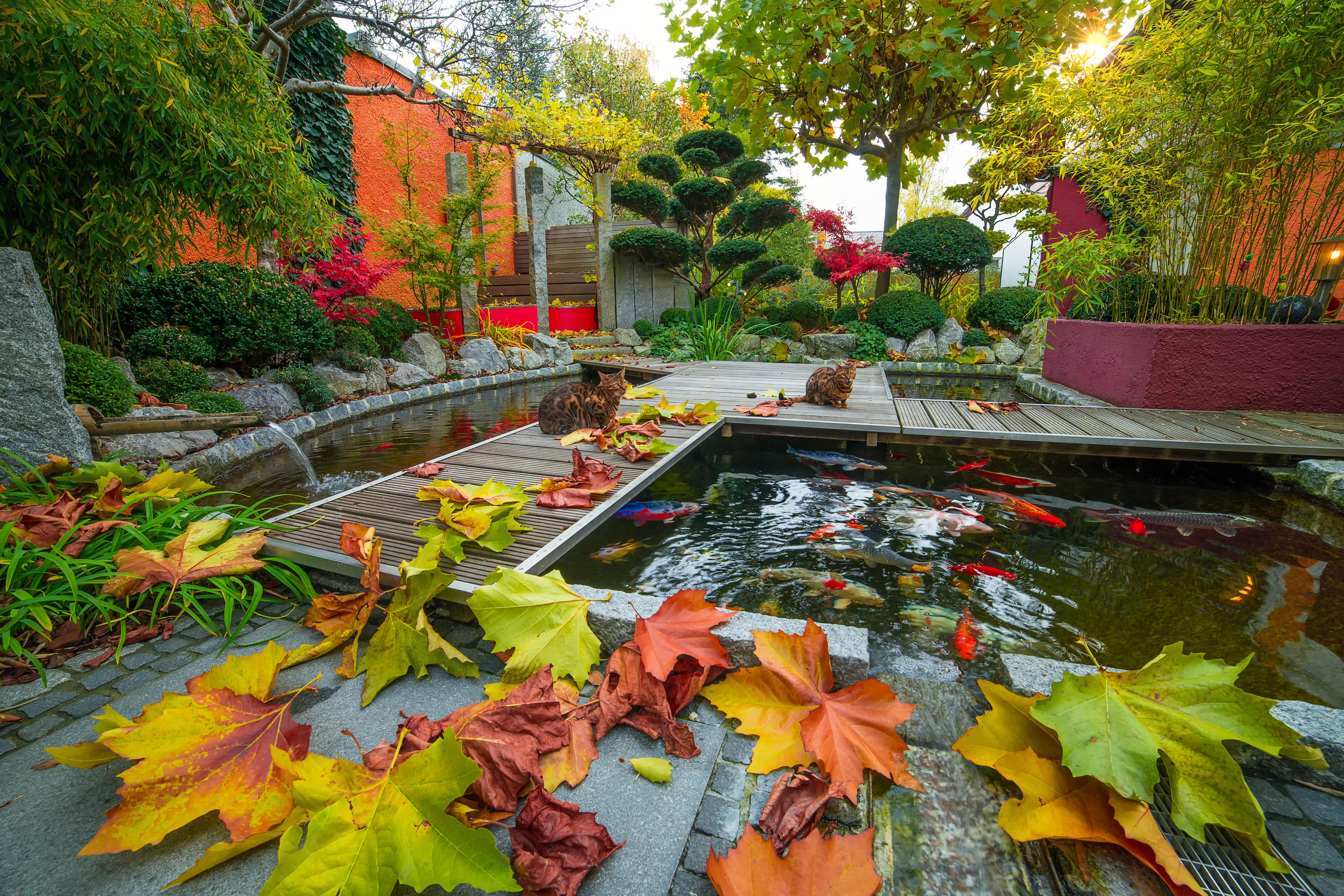 A luxury home courtyard with a koi pond