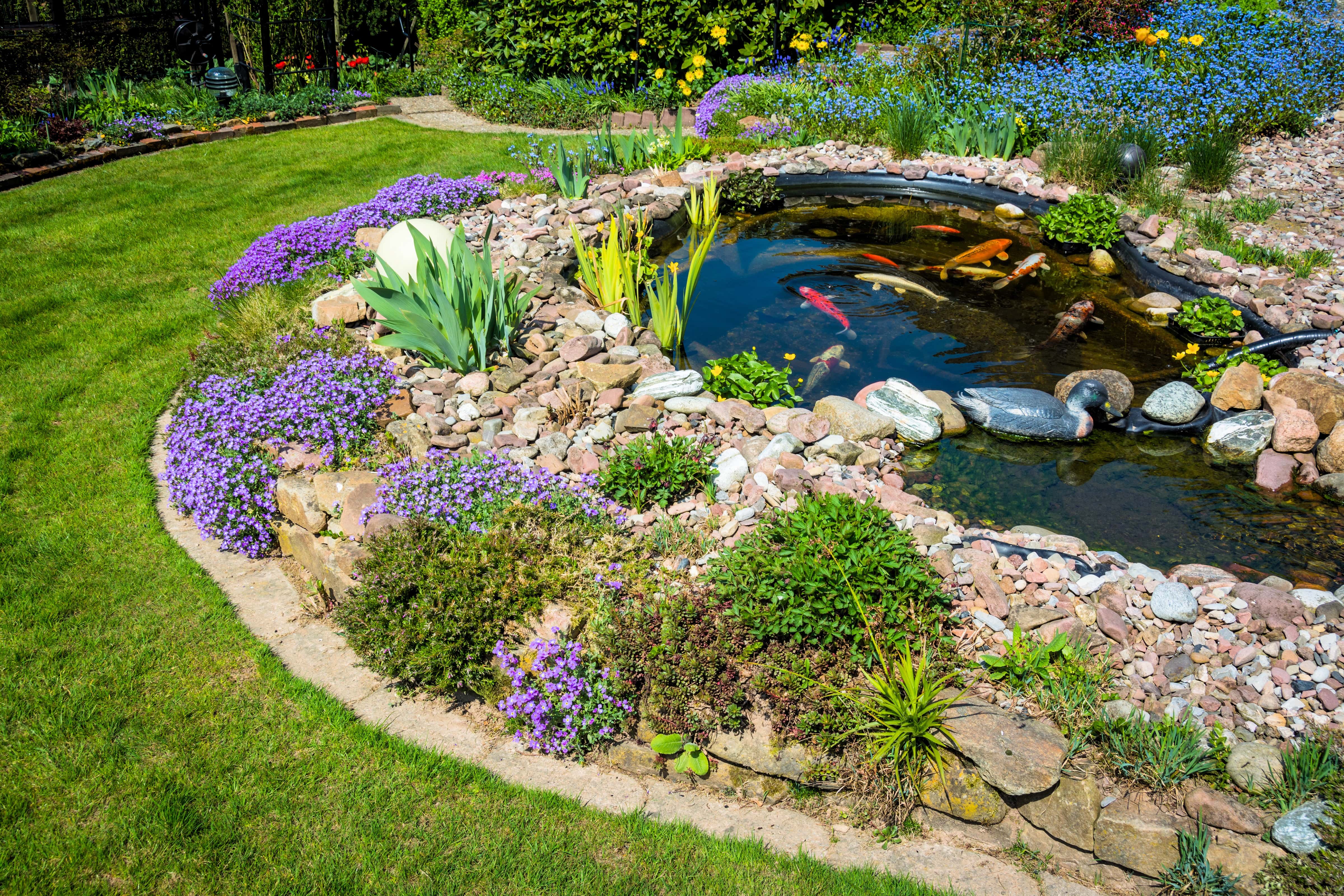 A backyard koi pond with surrounding landscaping stones and wildflowers