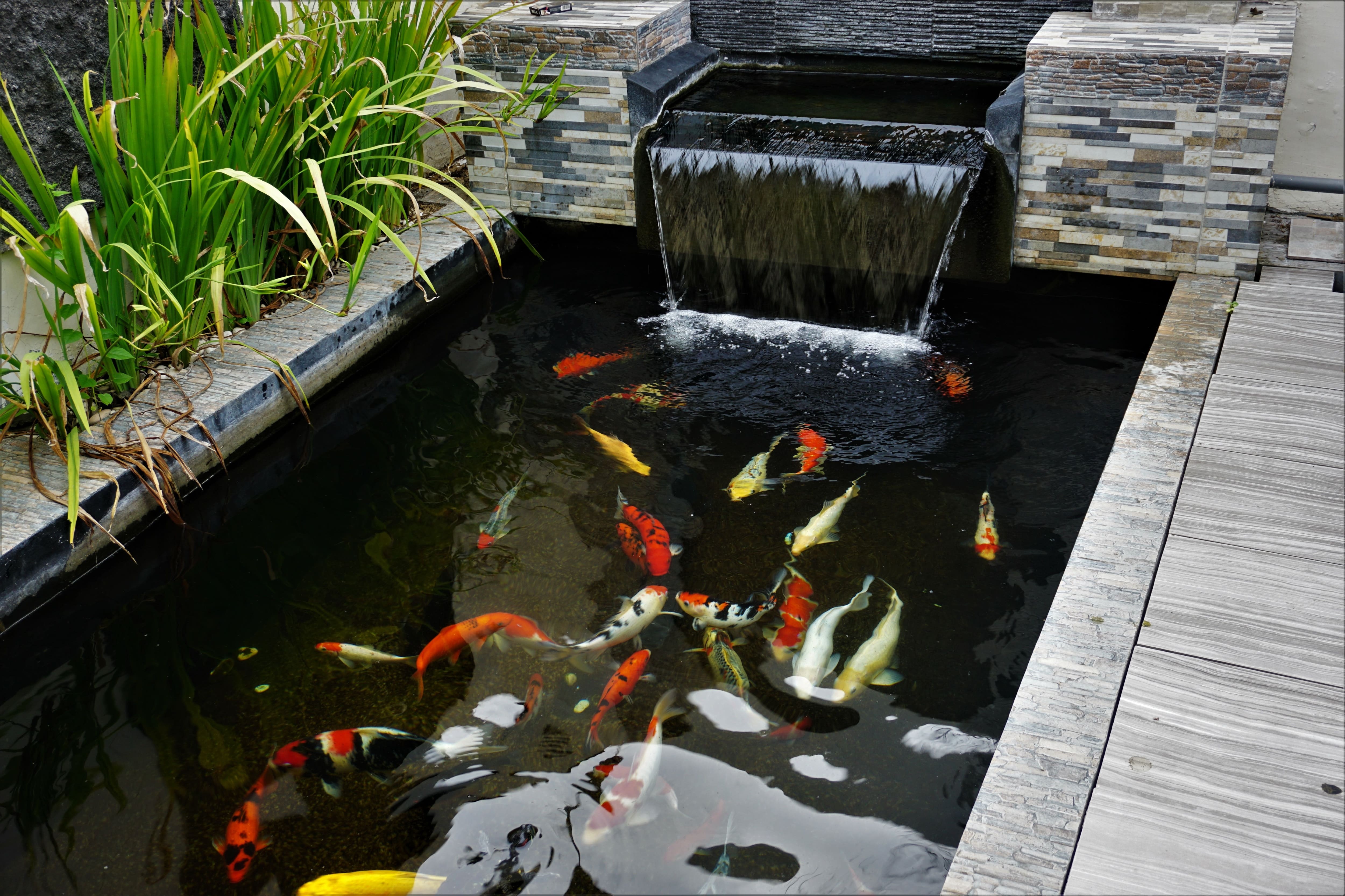 A minimalist koi pond design with a rectangular waterfall