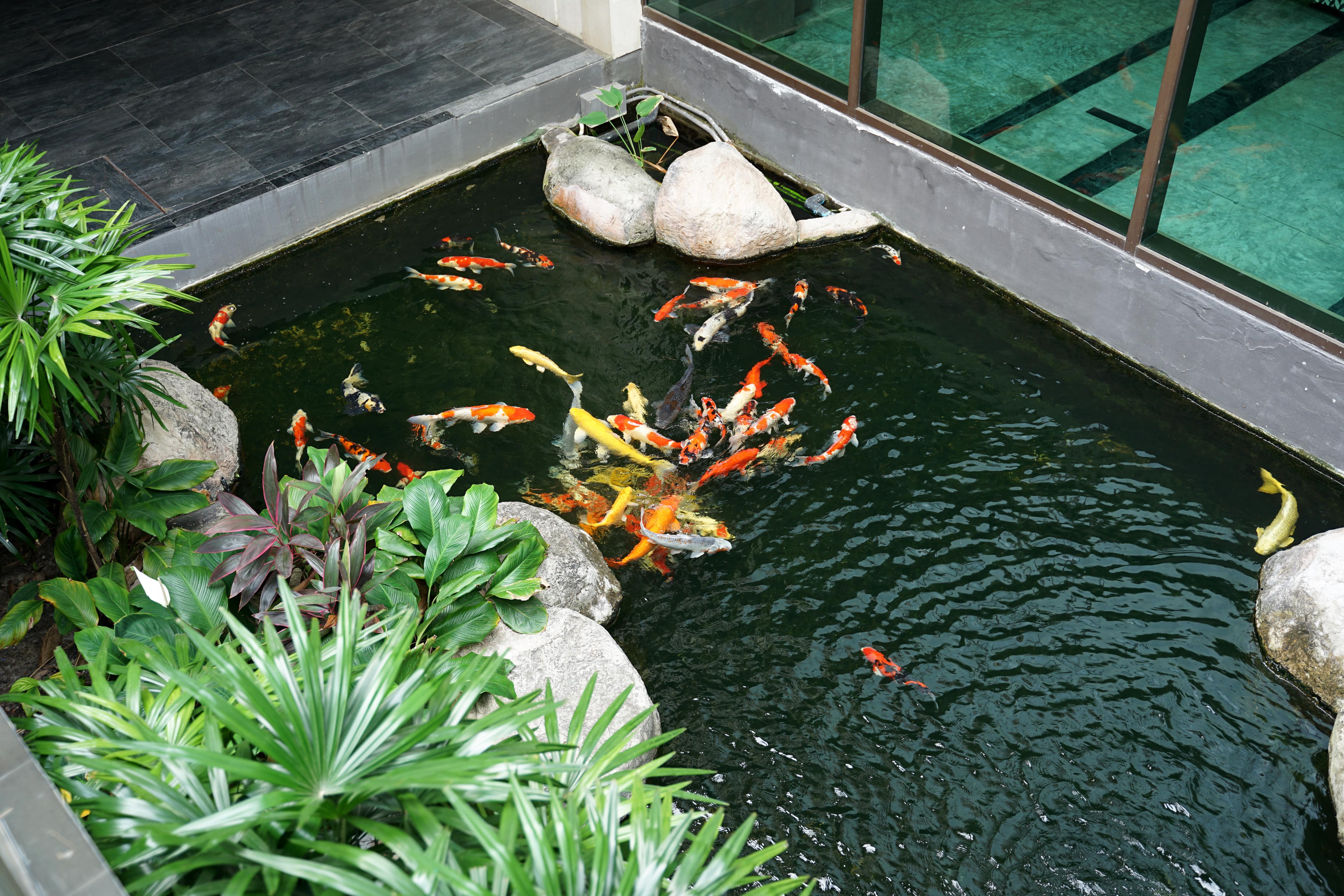 A modern courtyard pond with carp and koi fish