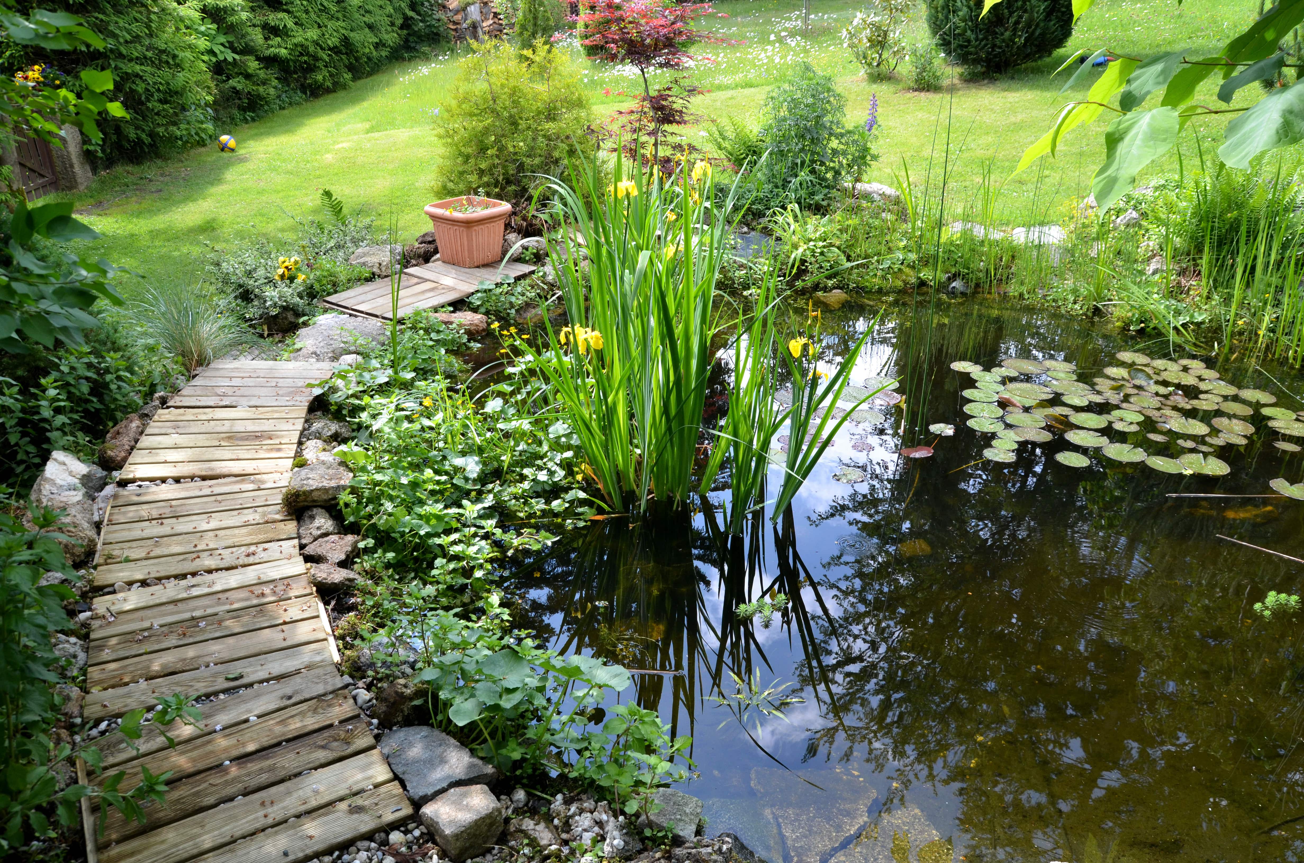 A backyard pond with a wood bridge lining part of the perimeter