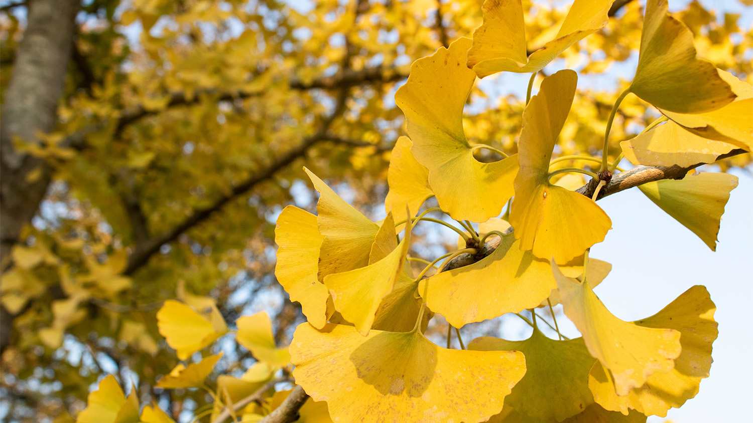 yellow gingko biloba tree