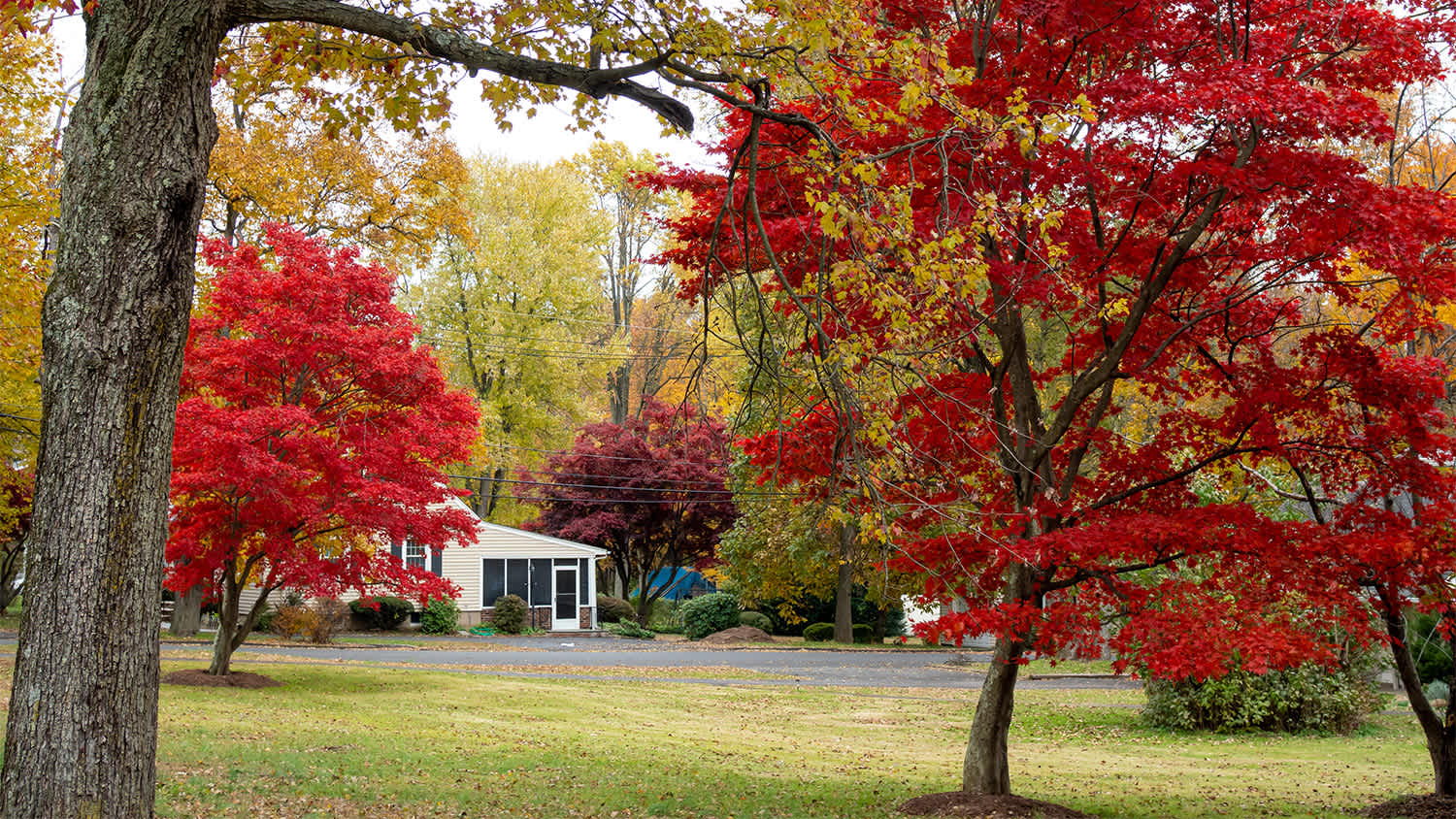 red maple tree near house