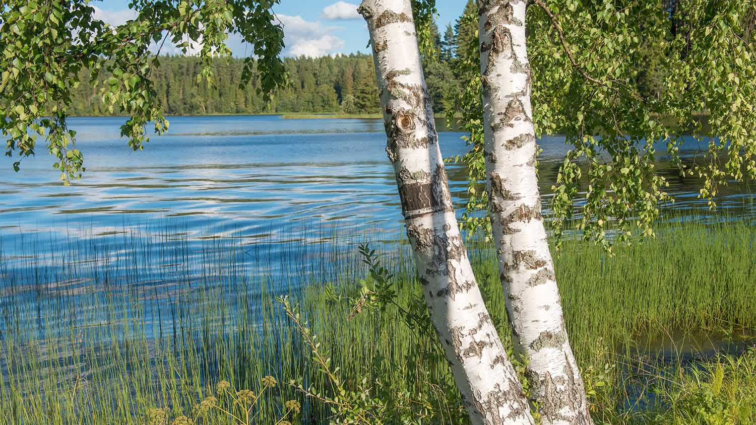 birch river tree by the water